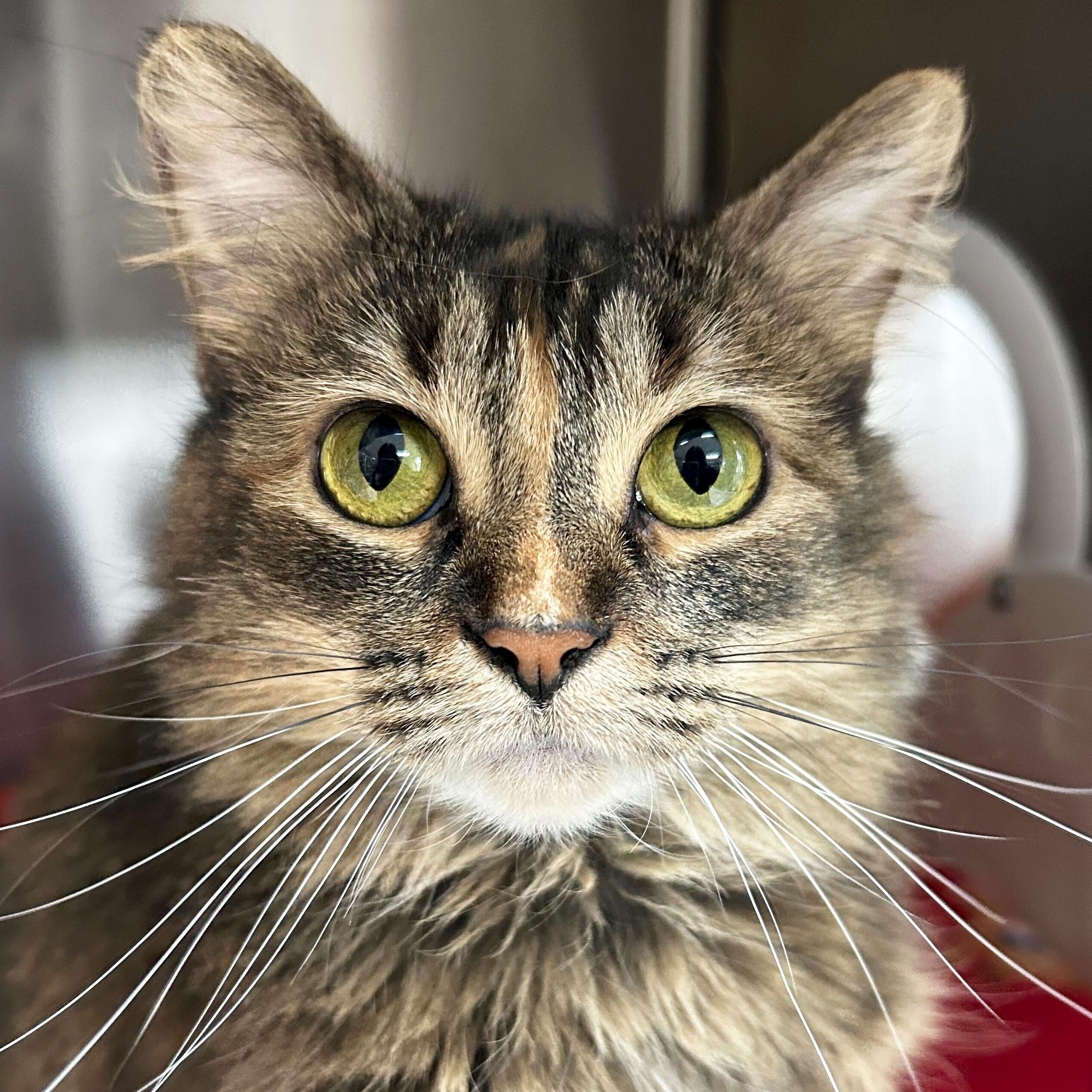Trixie - Name Your Own Adoption Fee!, a Adoptable Domestic Medium Hair in Jefferson, WI image 1/2