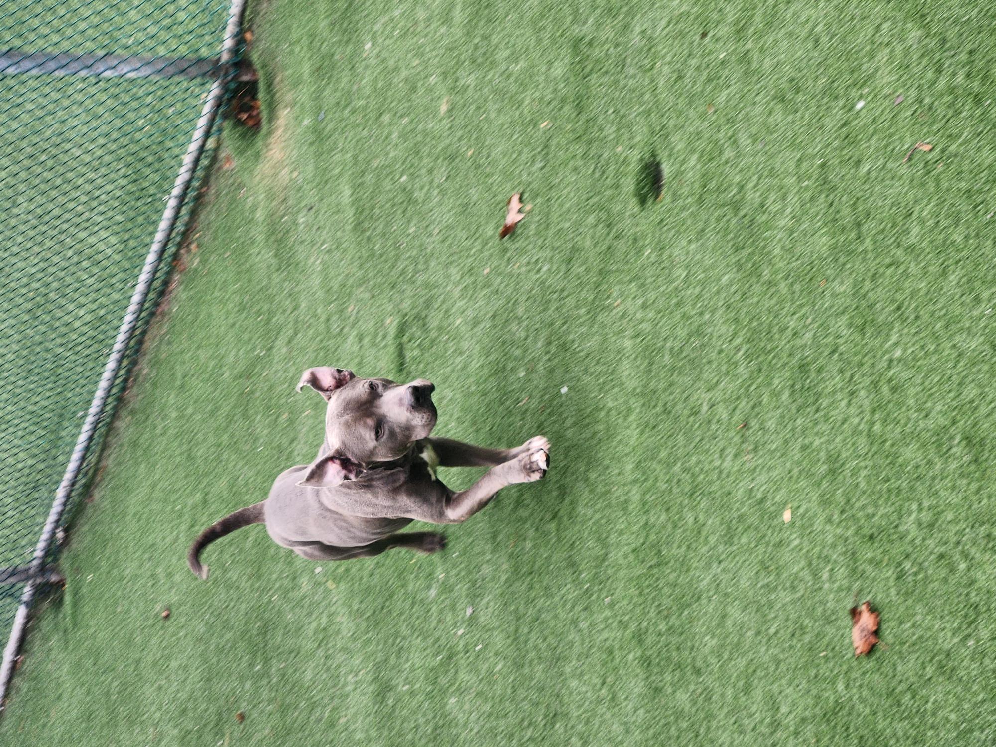 Enlarge McFly, a Adopted mixed breed in Toronto, ON image 6/6