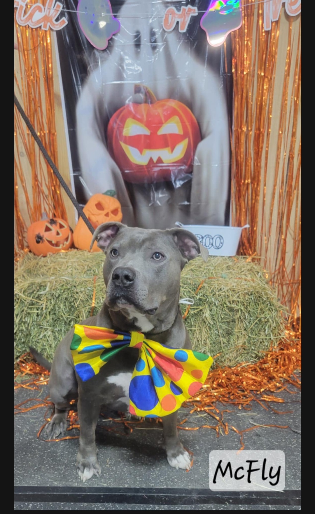 Enlarge McFly, a Adopted mixed breed in Toronto, ON image 1/6