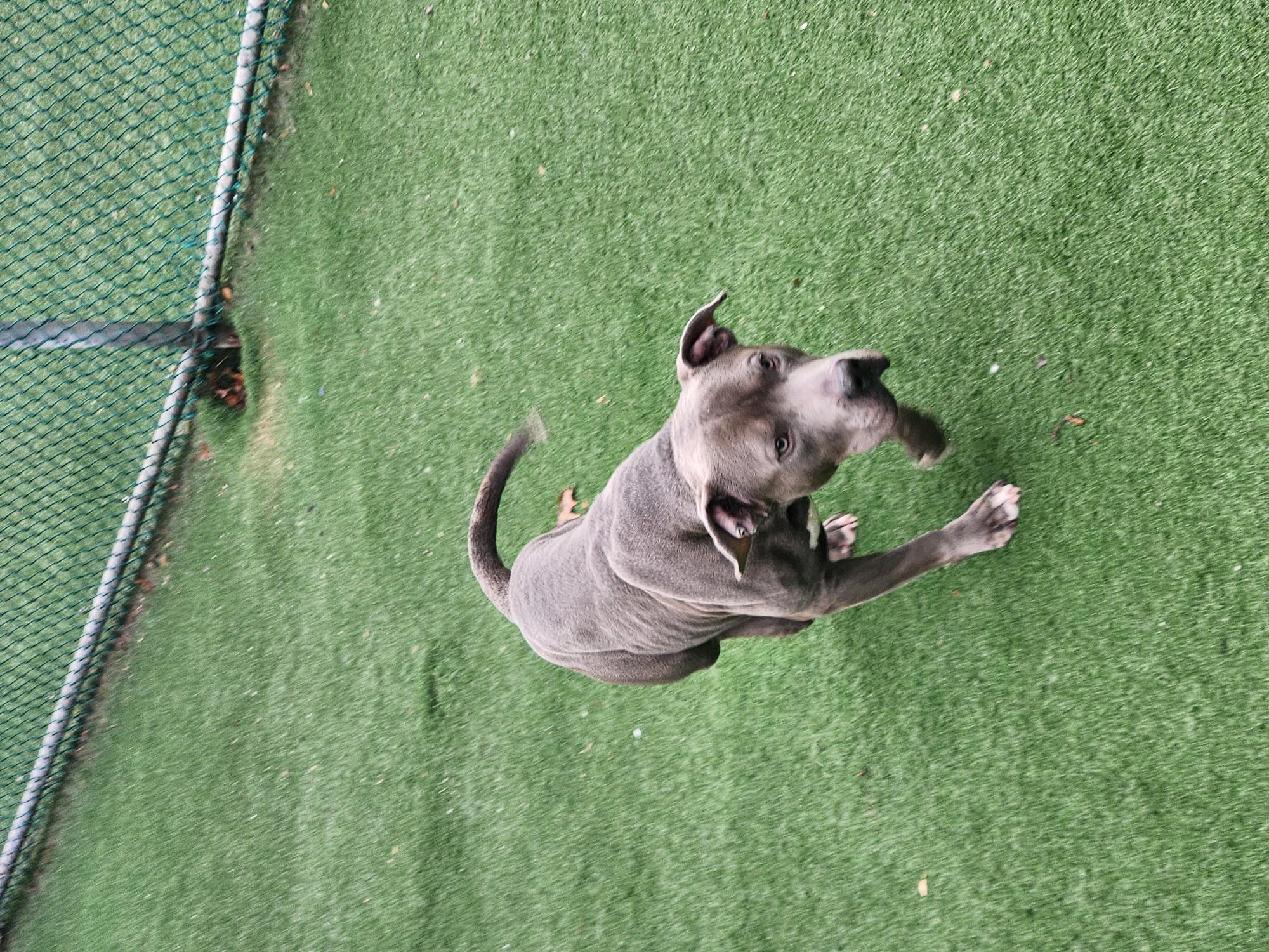 Enlarge McFly, a Adopted mixed breed in Toronto, ON image 5/6