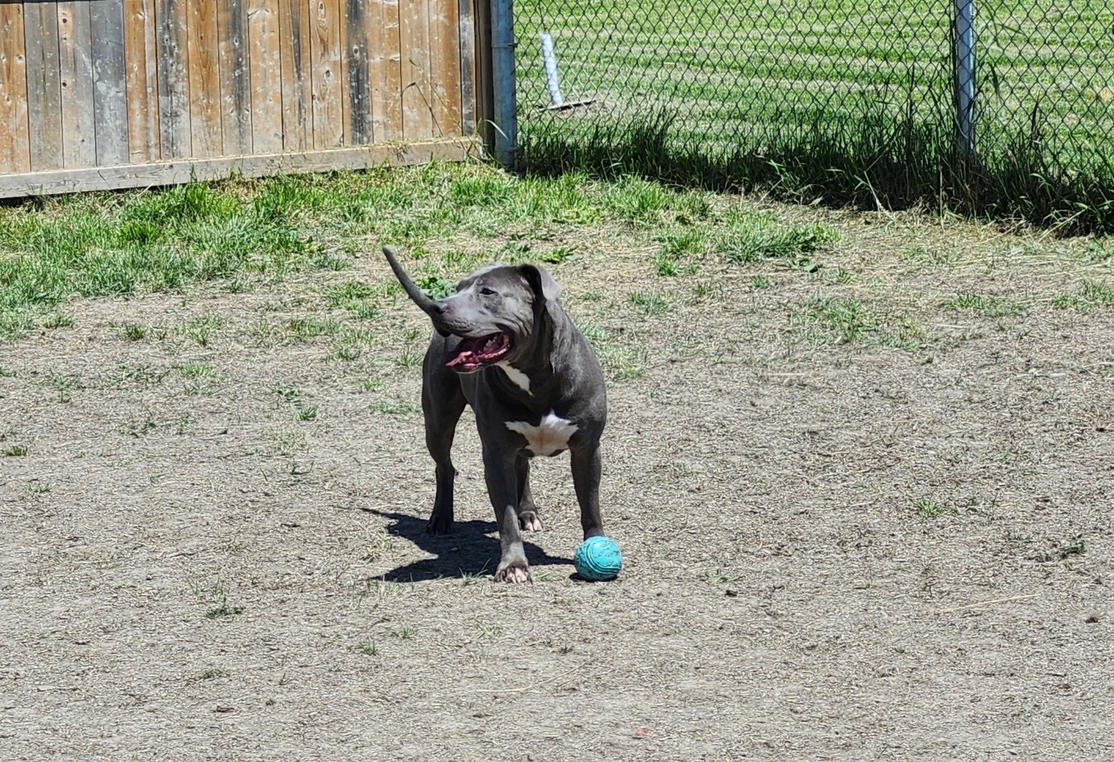 Enlarge McFly, a Adopted mixed breed in Toronto, ON image 4/6