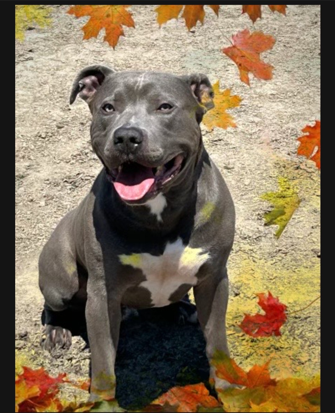 Enlarge McFly, a Adopted mixed breed in Toronto, ON image 2/6