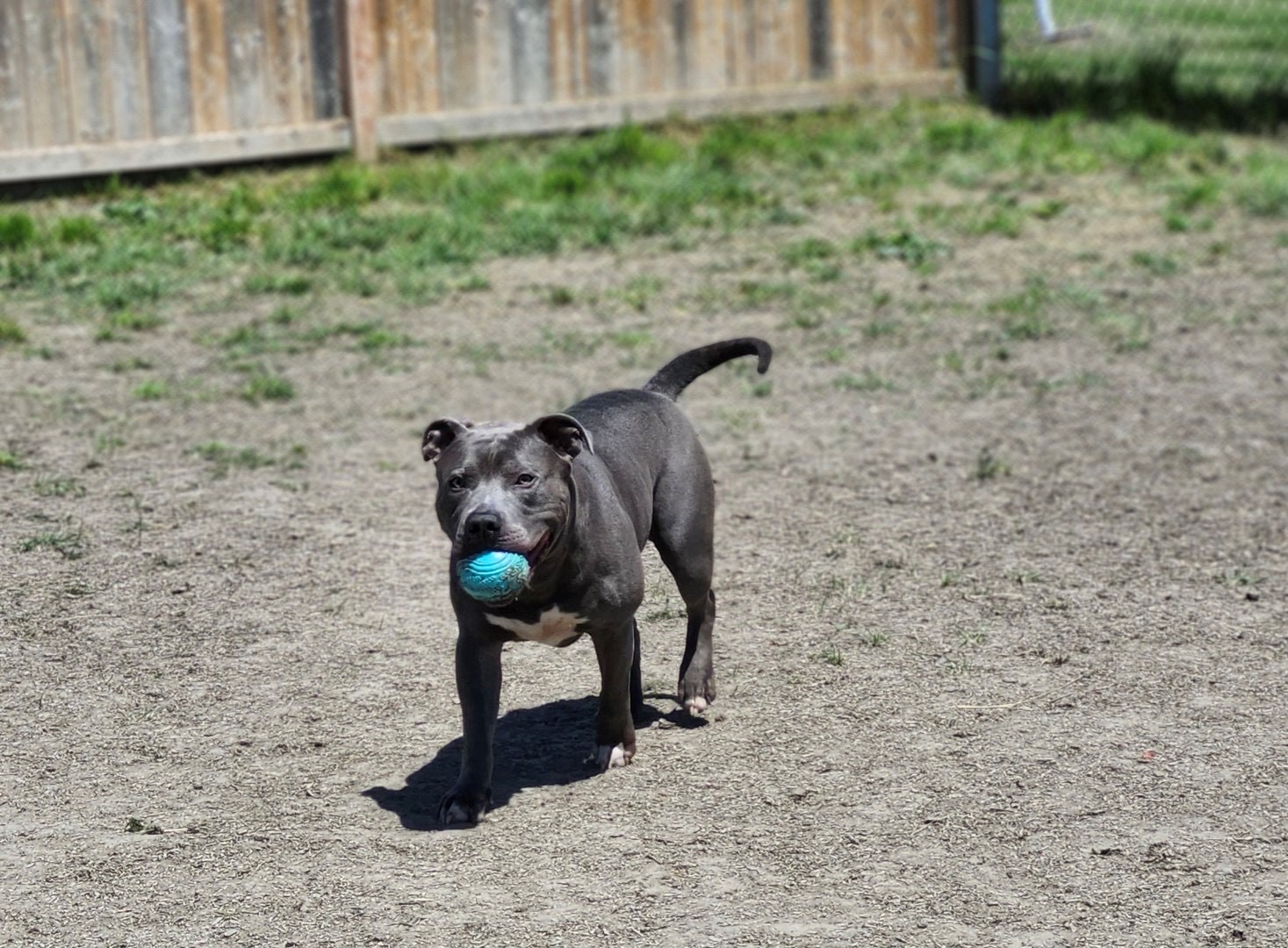 Enlarge McFly, a Adopted mixed breed in Toronto, ON image 3/6