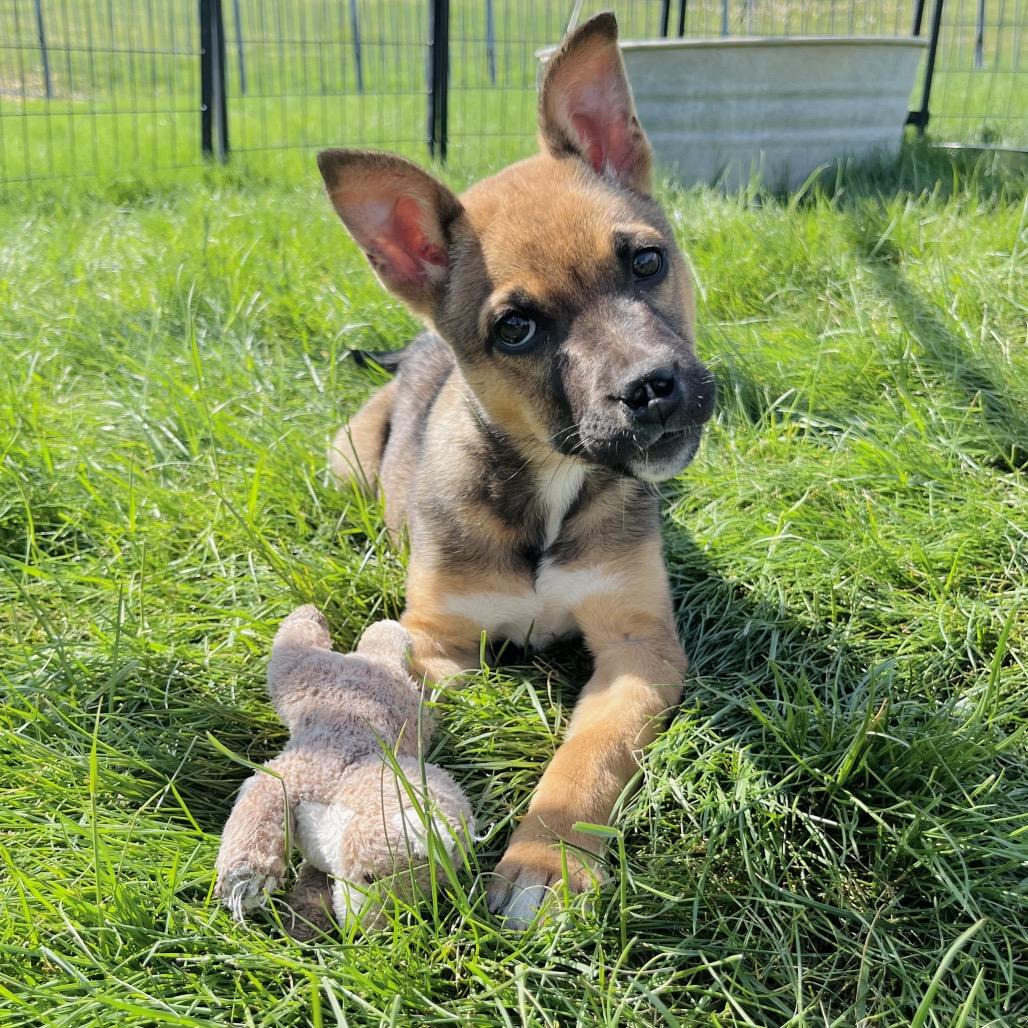 Adoptions - Resilient Hearts Animal Sanctuary