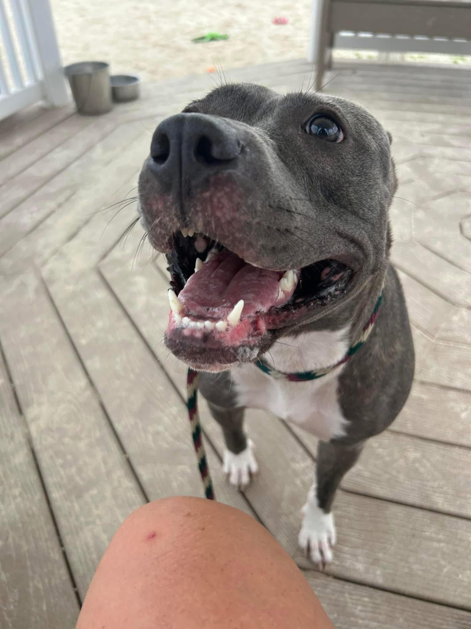 Enlarge Lala, a Adoptable Pit Bull Terrier in Mechanicsburg, PA image 2/5