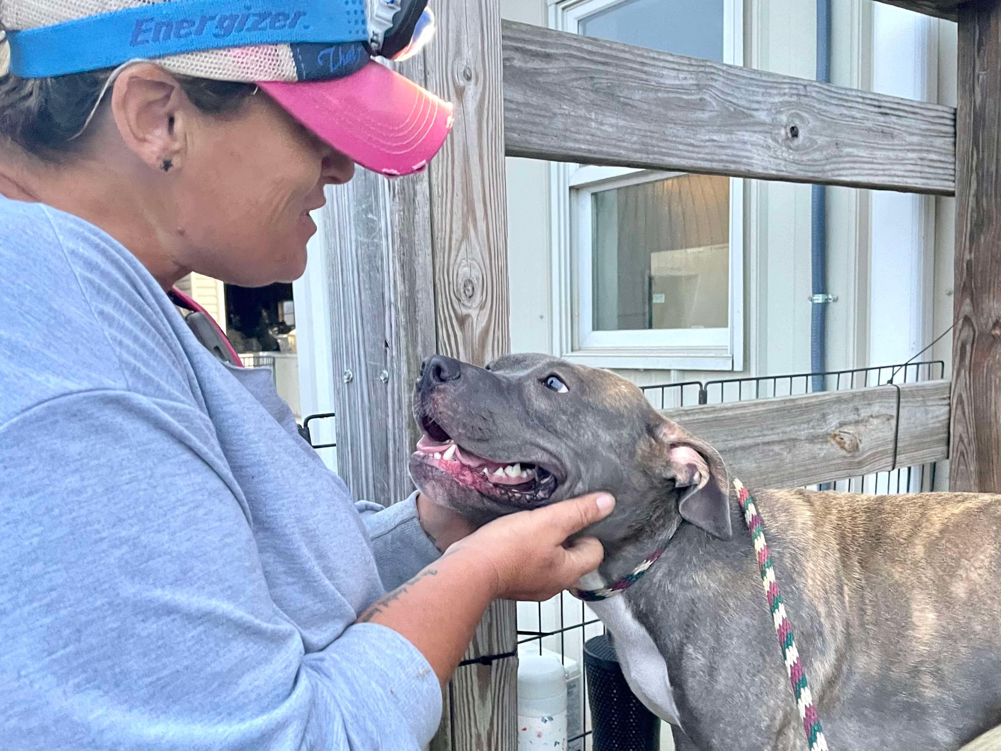 Enlarge Lala, a Adoptable Pit Bull Terrier in Mechanicsburg, PA image 3/5