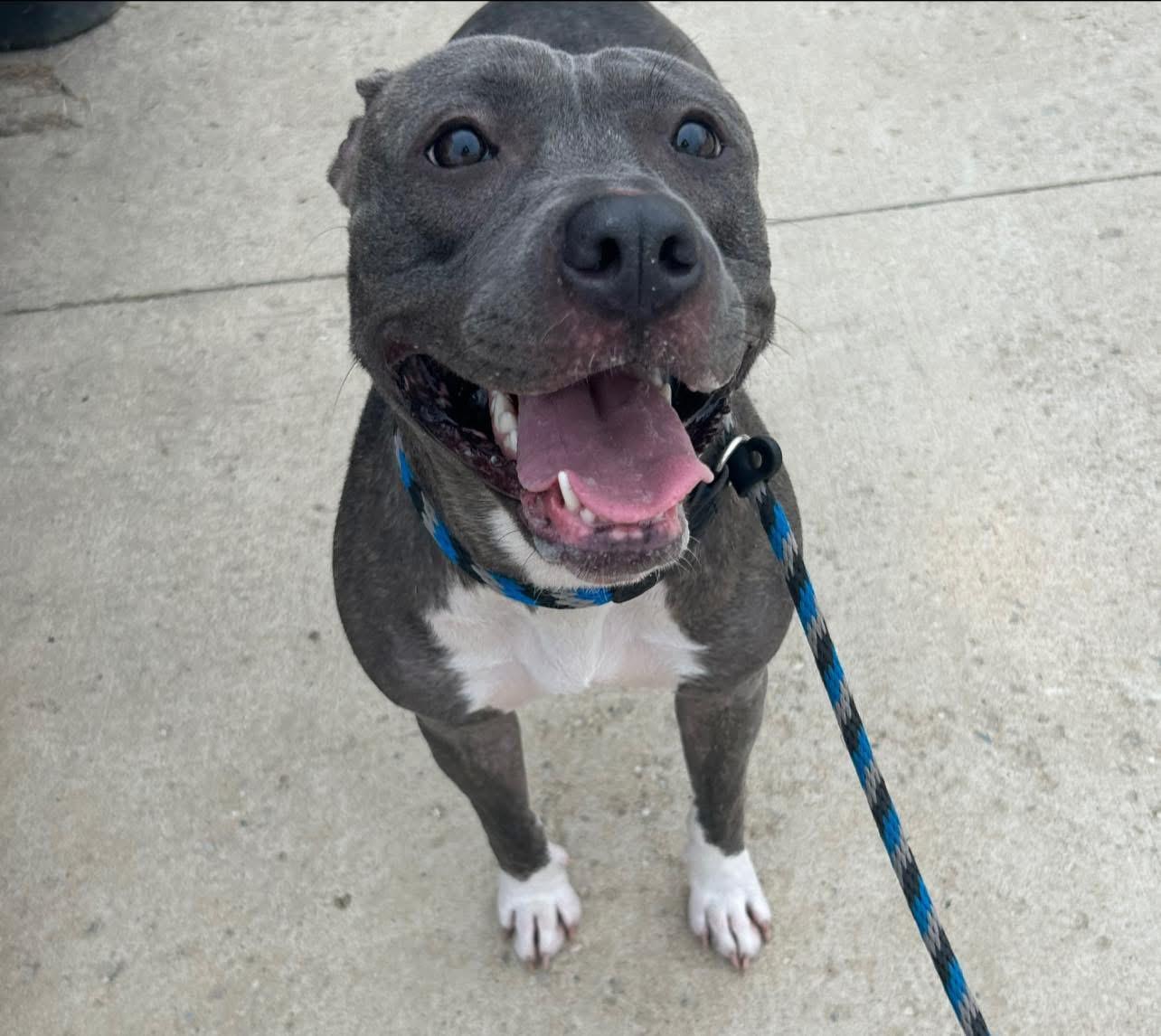 Enlarge Lala, a Adoptable Pit Bull Terrier in Mechanicsburg, PA image 1/5
