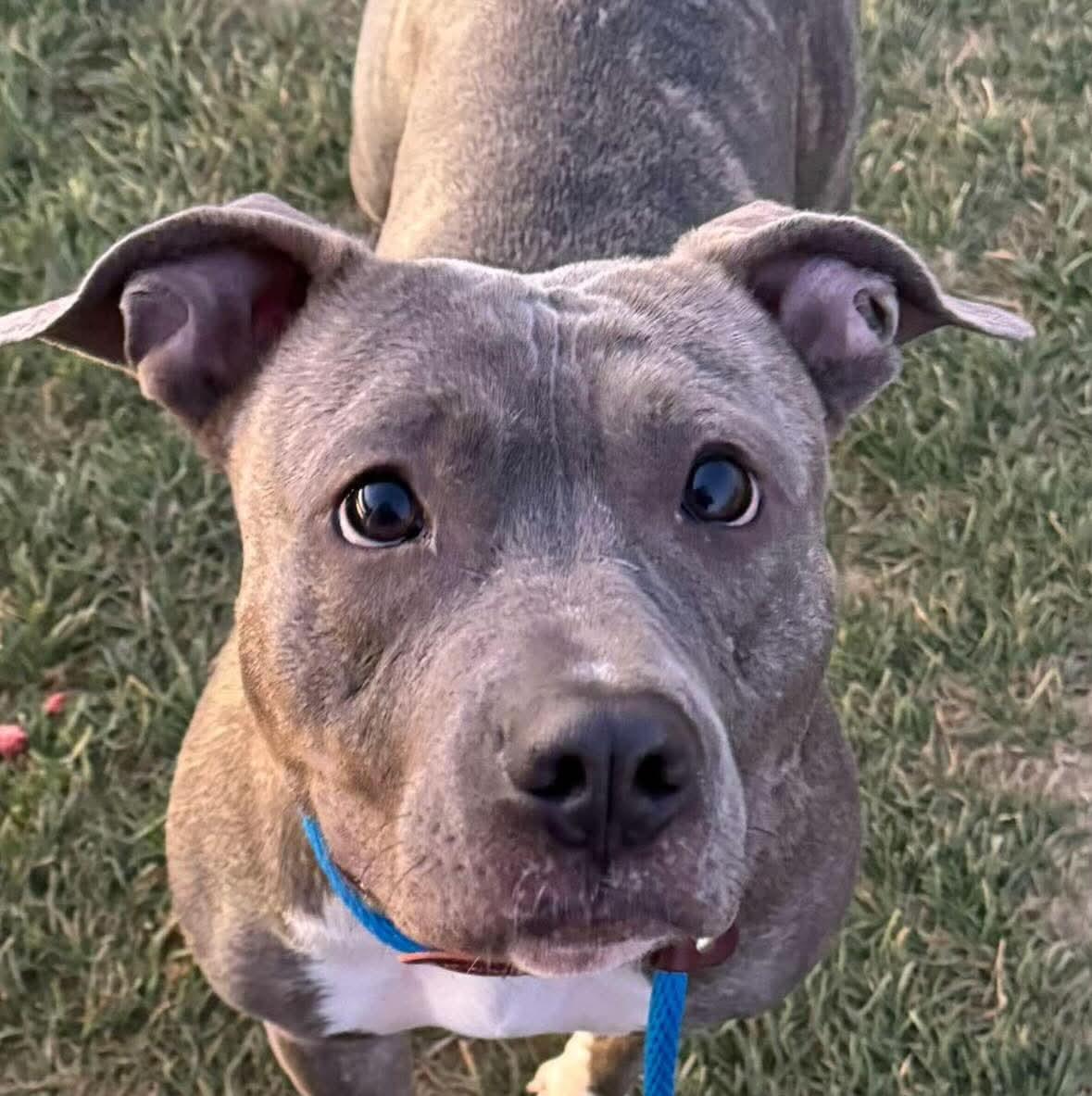 Enlarge Lala, a Adoptable Pit Bull Terrier in Mechanicsburg, PA image 5/5