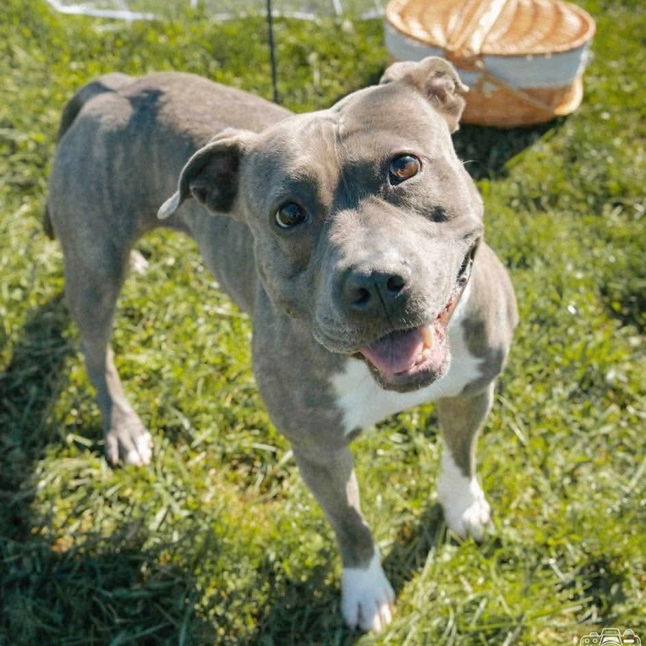 Enlarge Lala, a Adoptable Pit Bull Terrier in Mechanicsburg, PA image 1/6