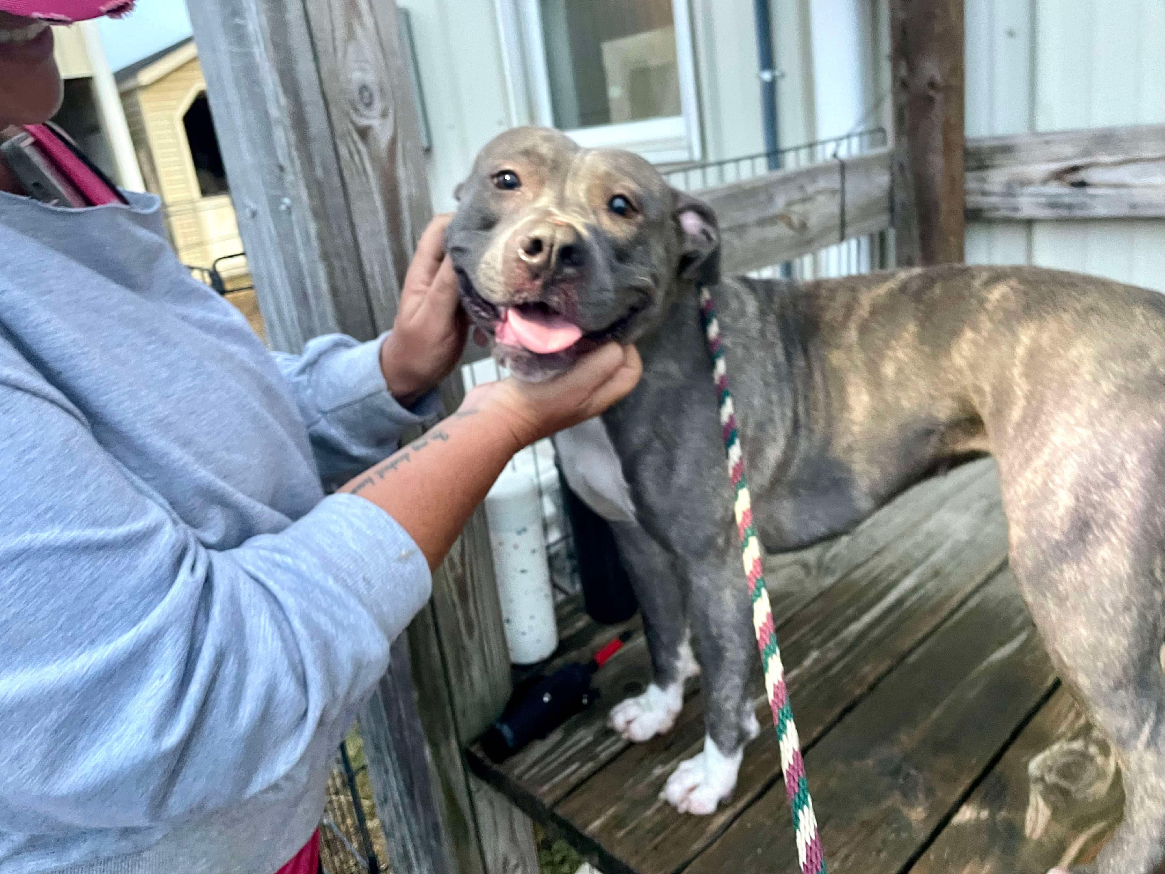 Enlarge Lala, a Adoptable Pit Bull Terrier in Mechanicsburg, PA image 4/5