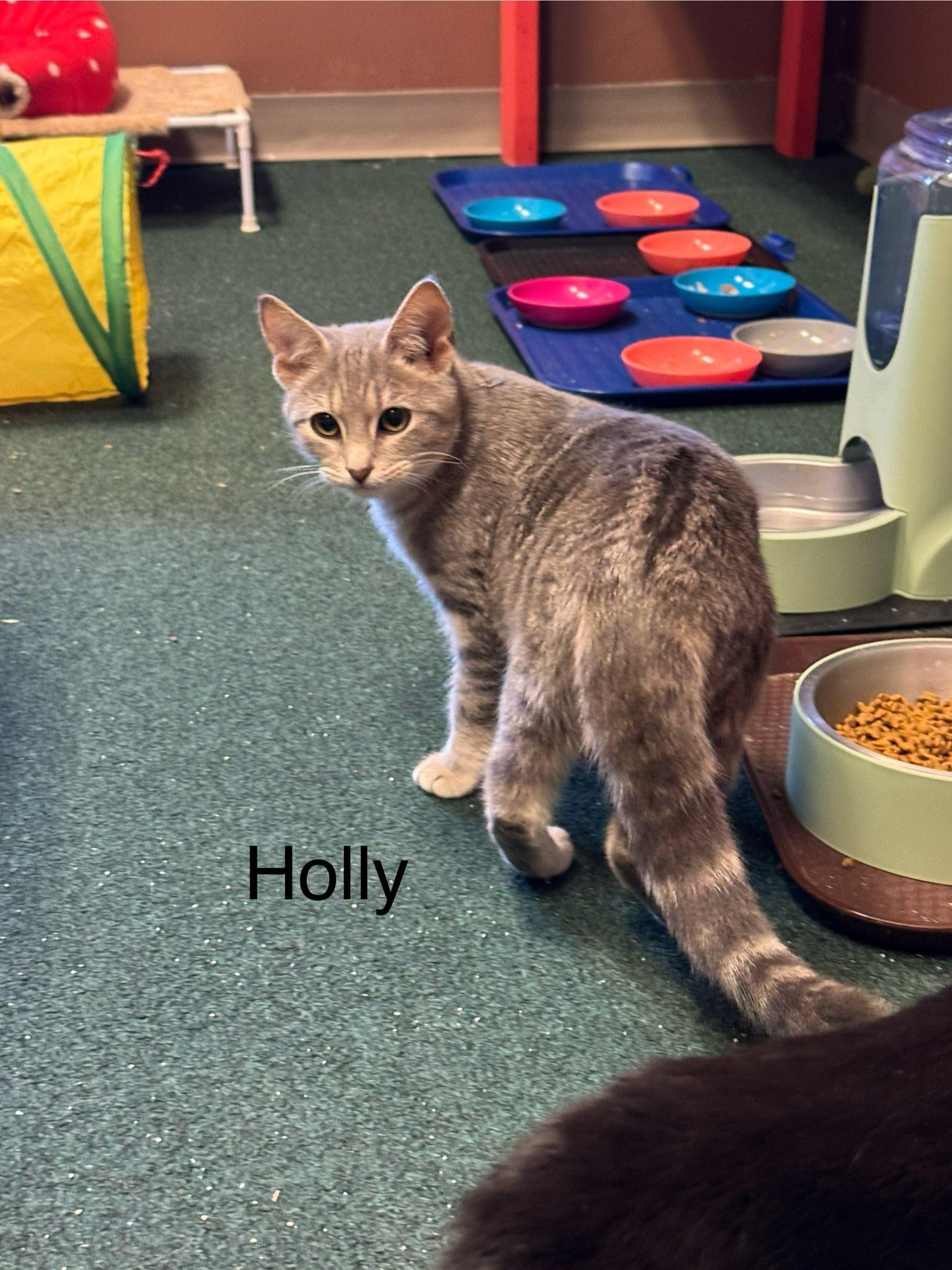 Enlarge Holly, Rescued at Christmas with her twin sister Jolly, a ADOPTABLE American Shorthair in Mt Airy, NC image 3/3