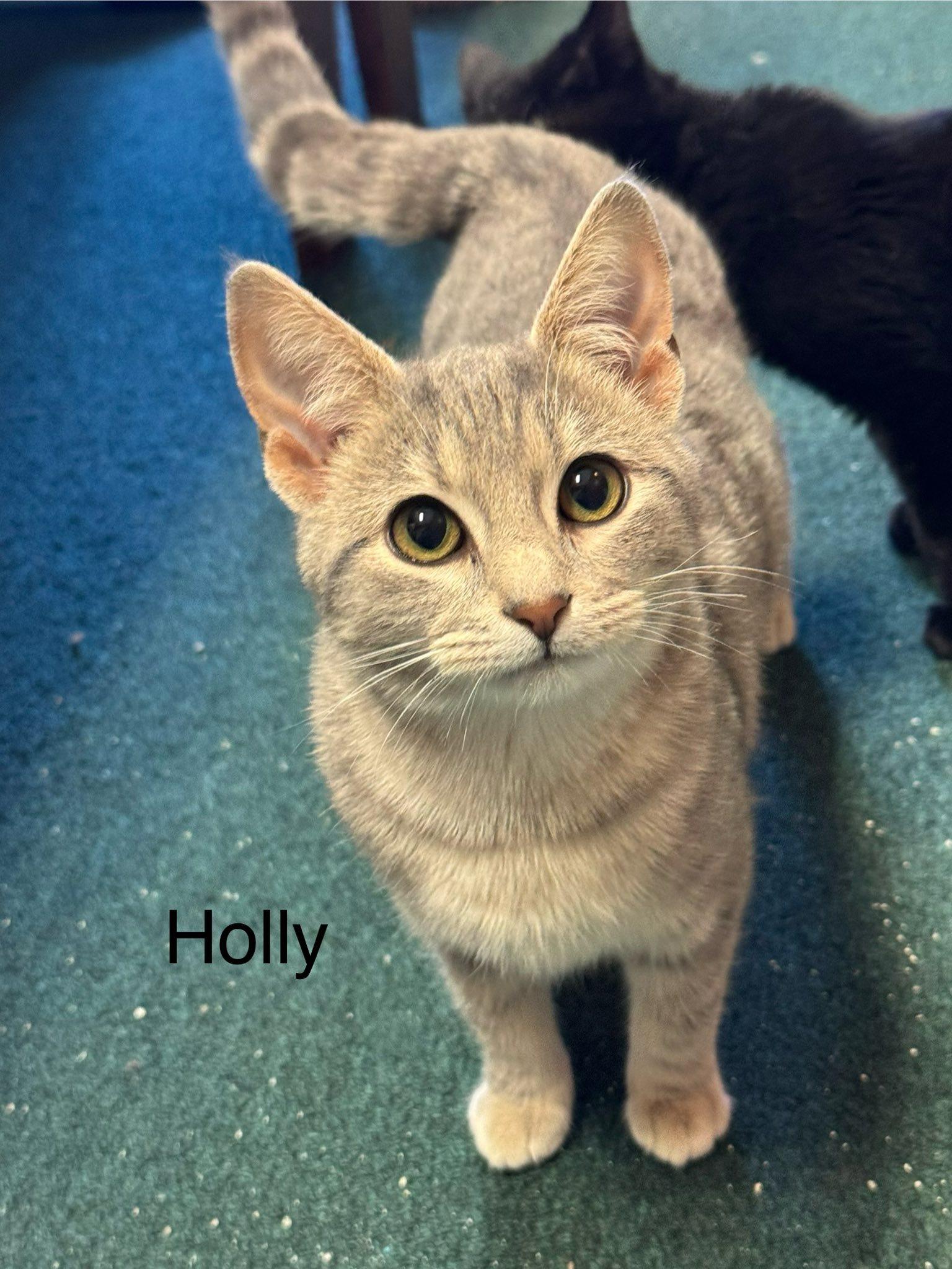 Enlarge Holly, Rescued at Christmas with her twin sister Jolly, a ADOPTABLE American Shorthair in Mt Airy, NC image 1/3