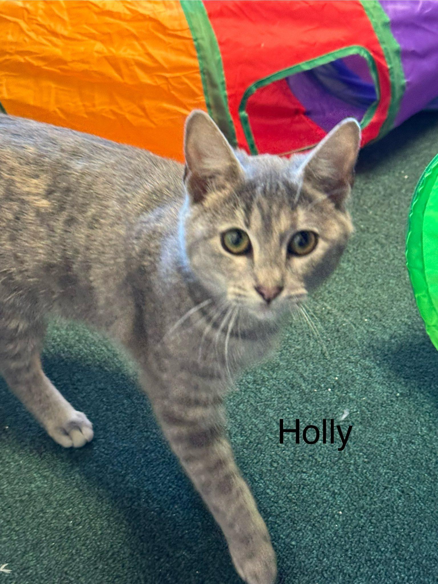 Enlarge Holly, Rescued at Christmas with her twin sister Jolly, a ADOPTABLE American Shorthair in Mt Airy, NC image 2/3