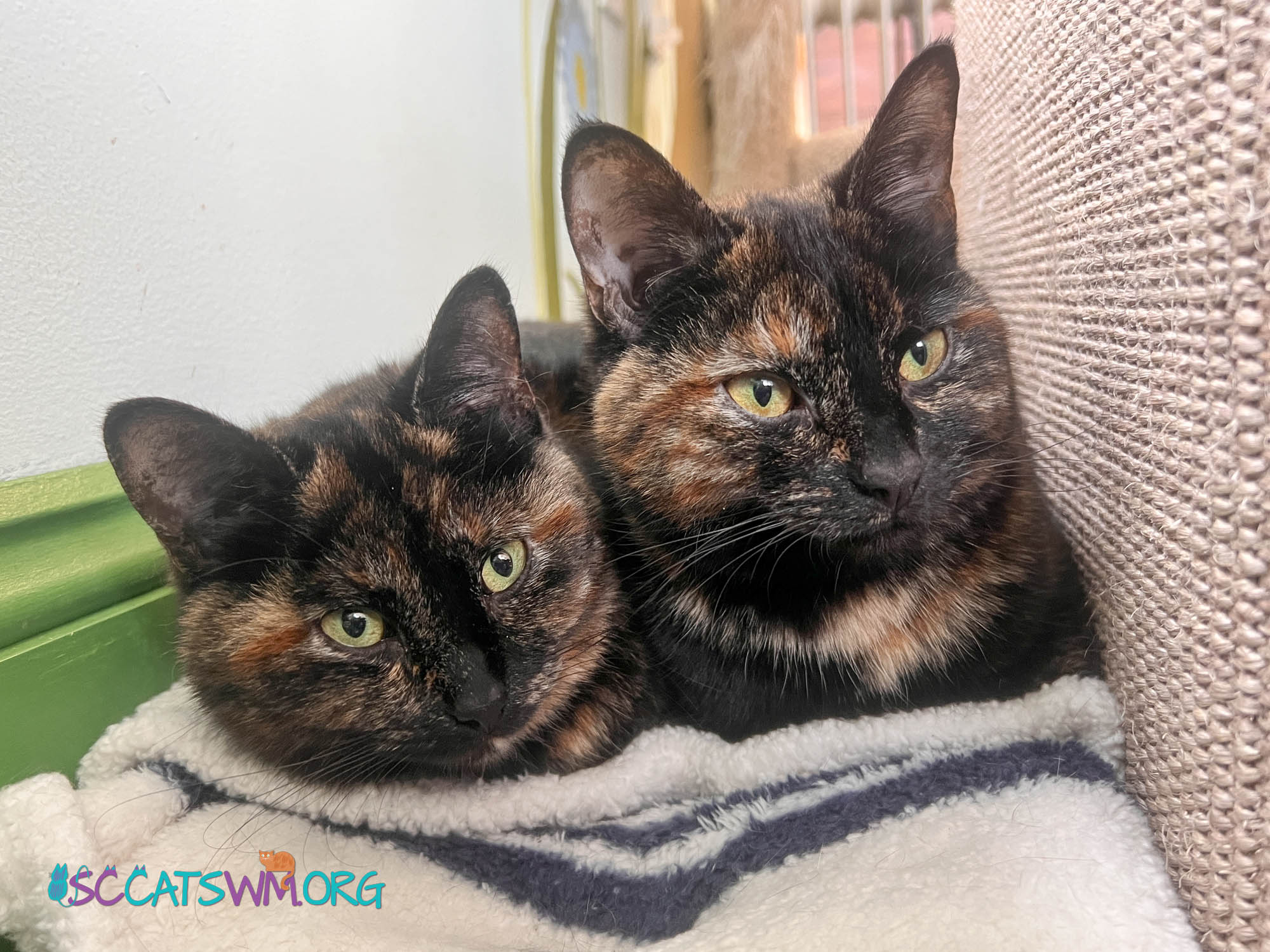 Lexi and Noelle - ADOPTION PENDING!