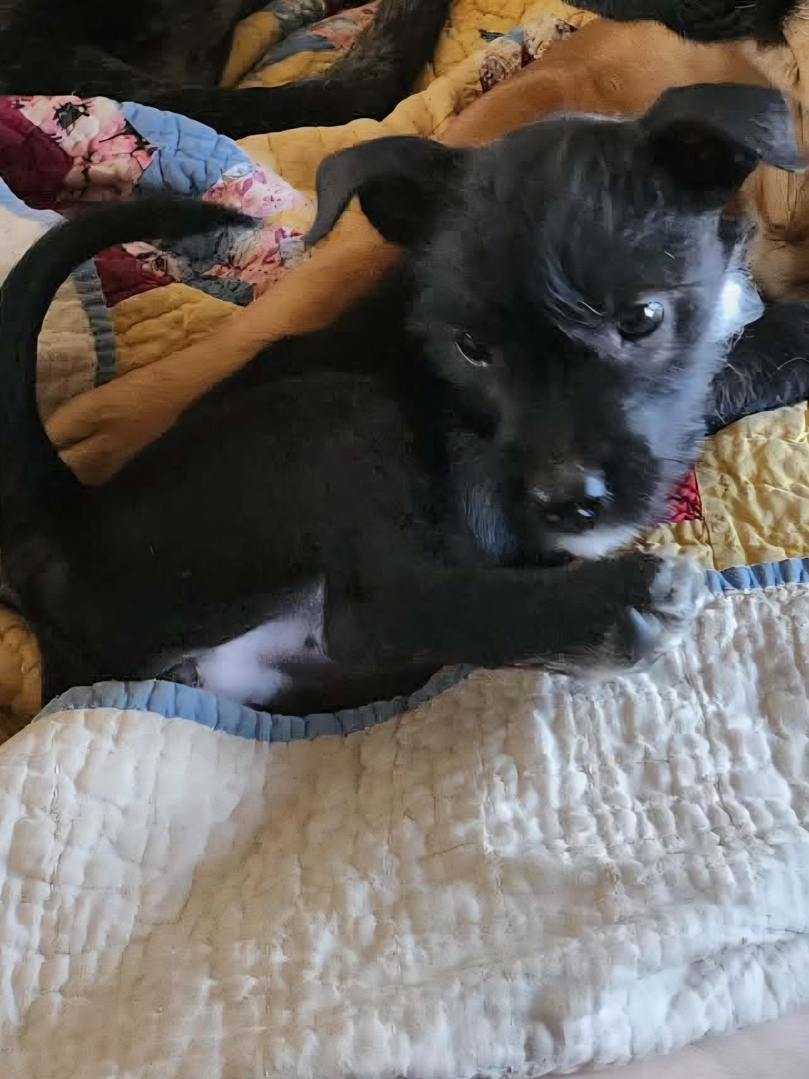 Enlarge Laverne , a Adoptable mixed breed in Tuttle, OK image 3/3