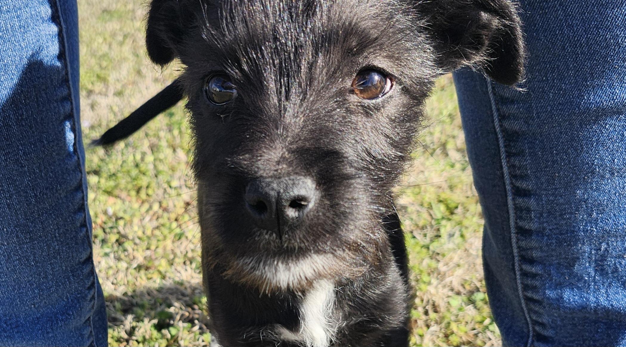 Enlarge Laverne , a Adoptable mixed breed in Tuttle, OK image 2/3