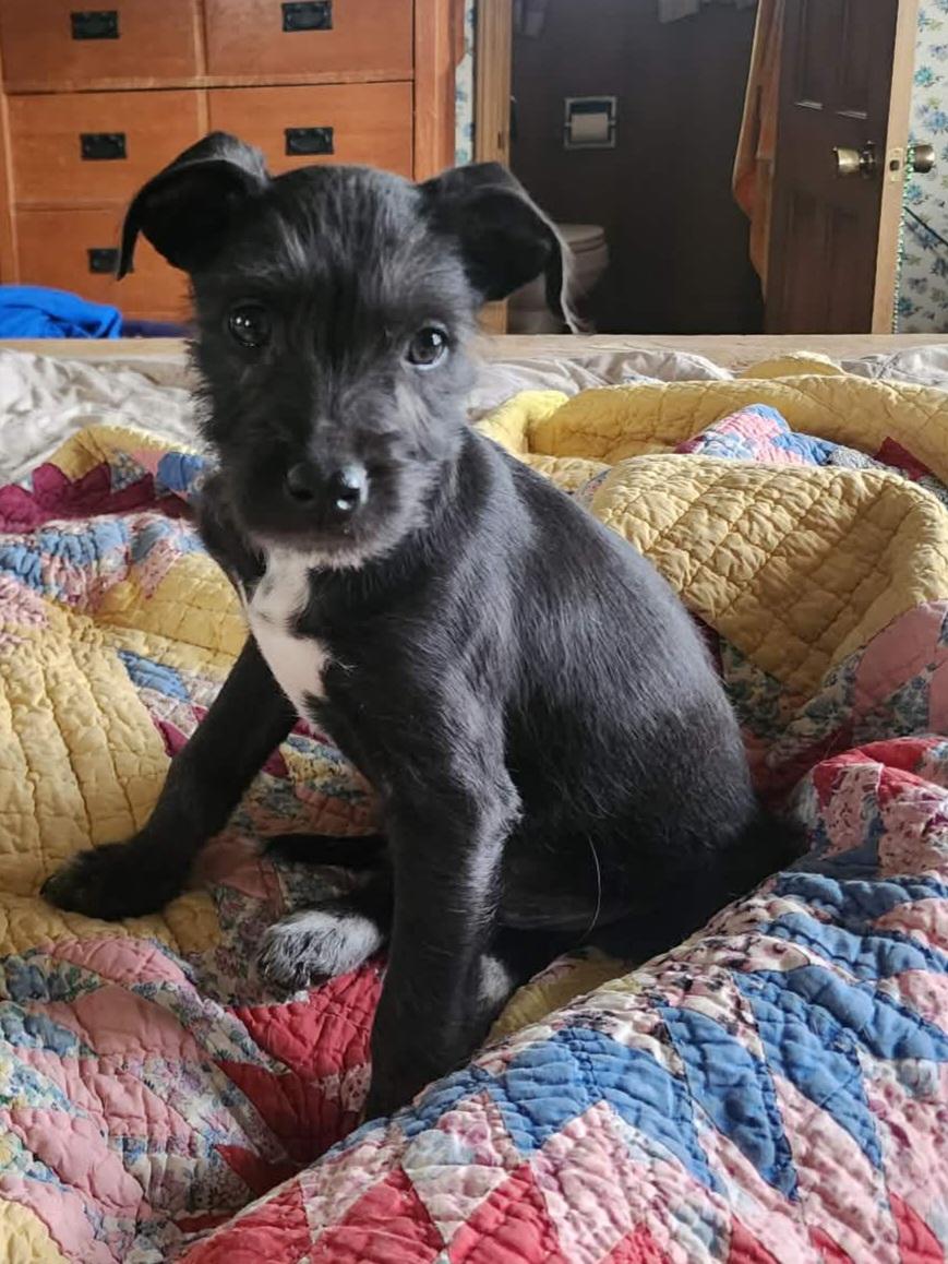 Laverne , Adoptable, Young Female Terrier.