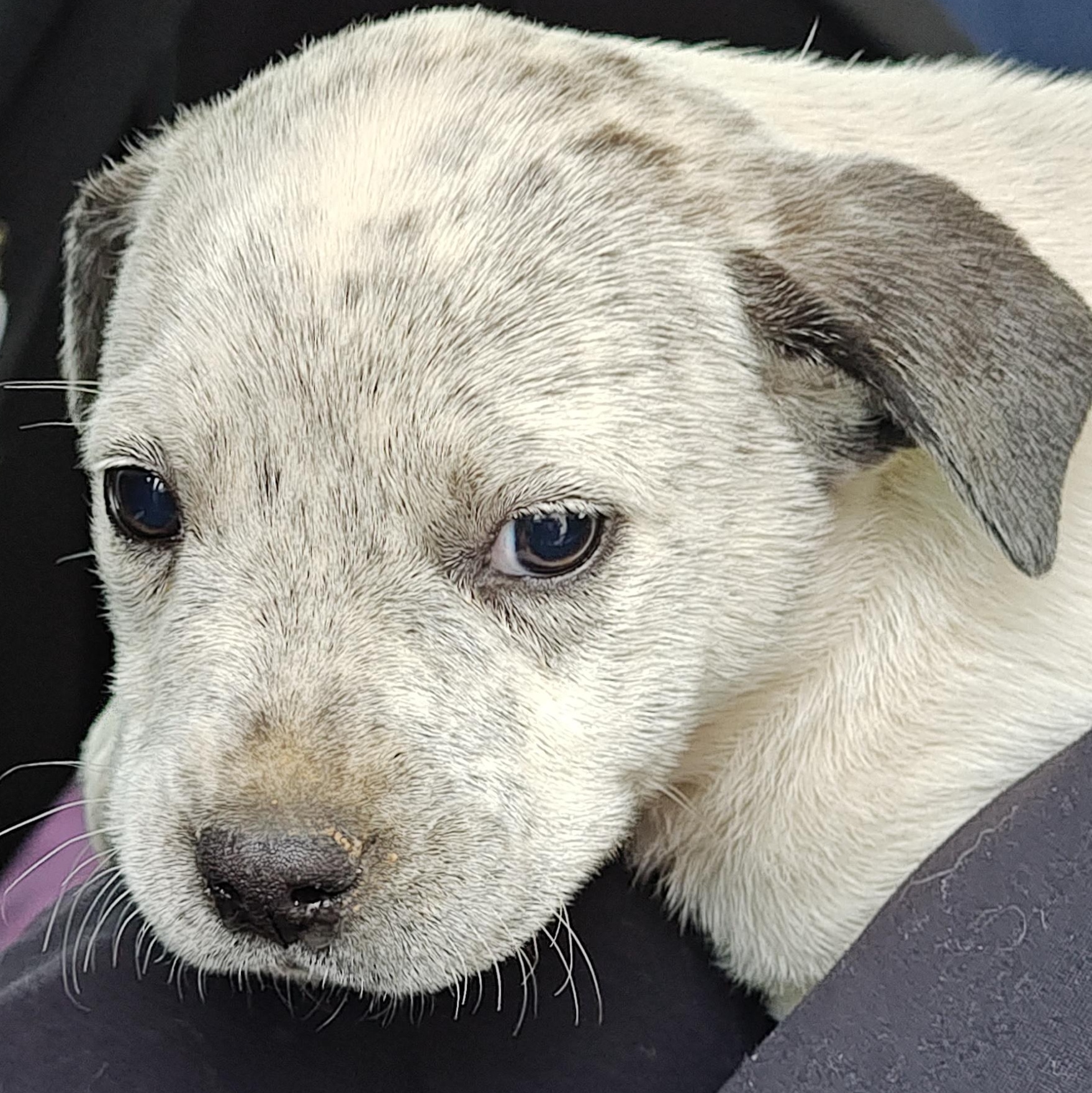 Marco Olympians — thumbnail 2