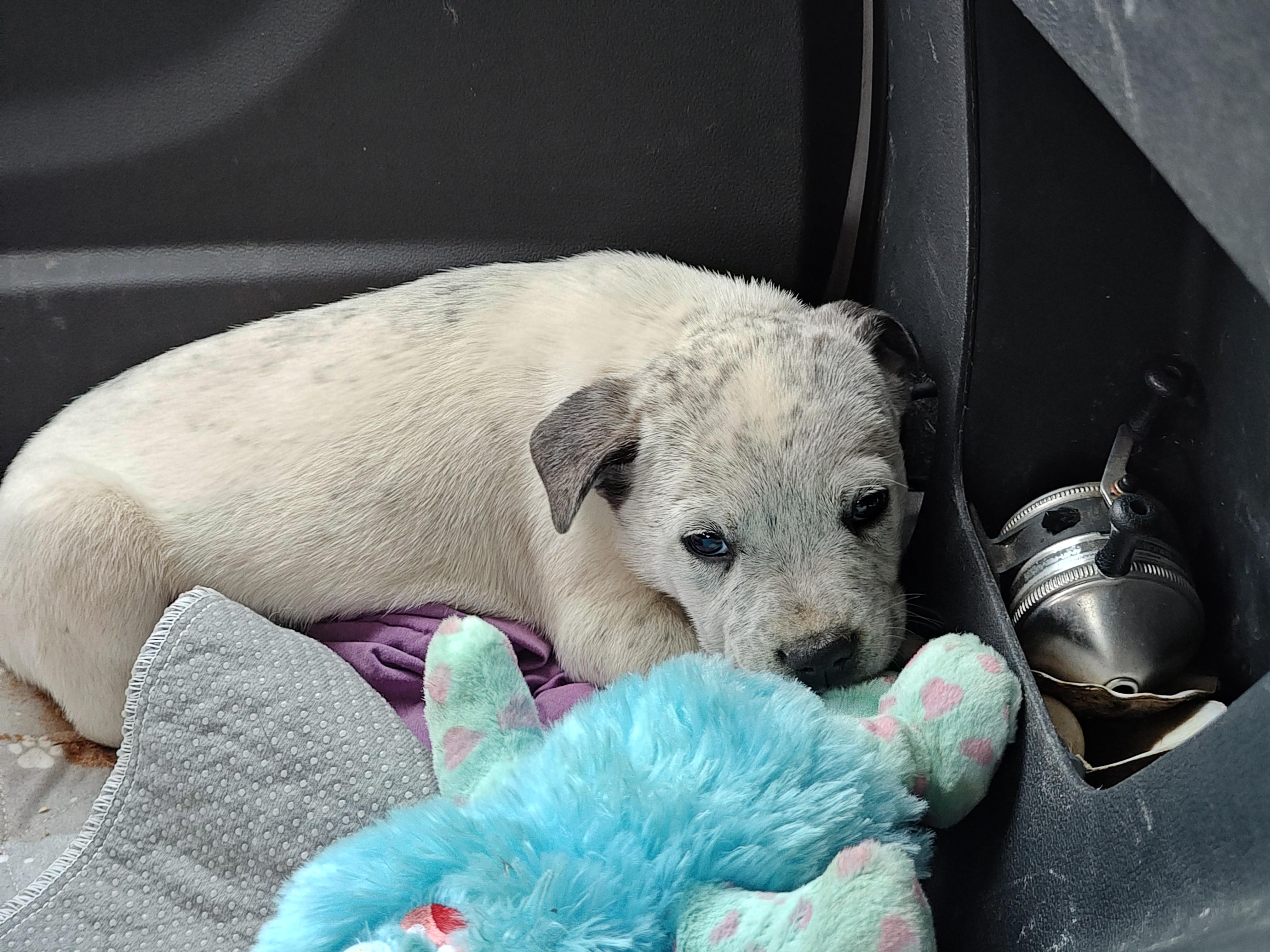 Marco Olympians — thumbnail 3