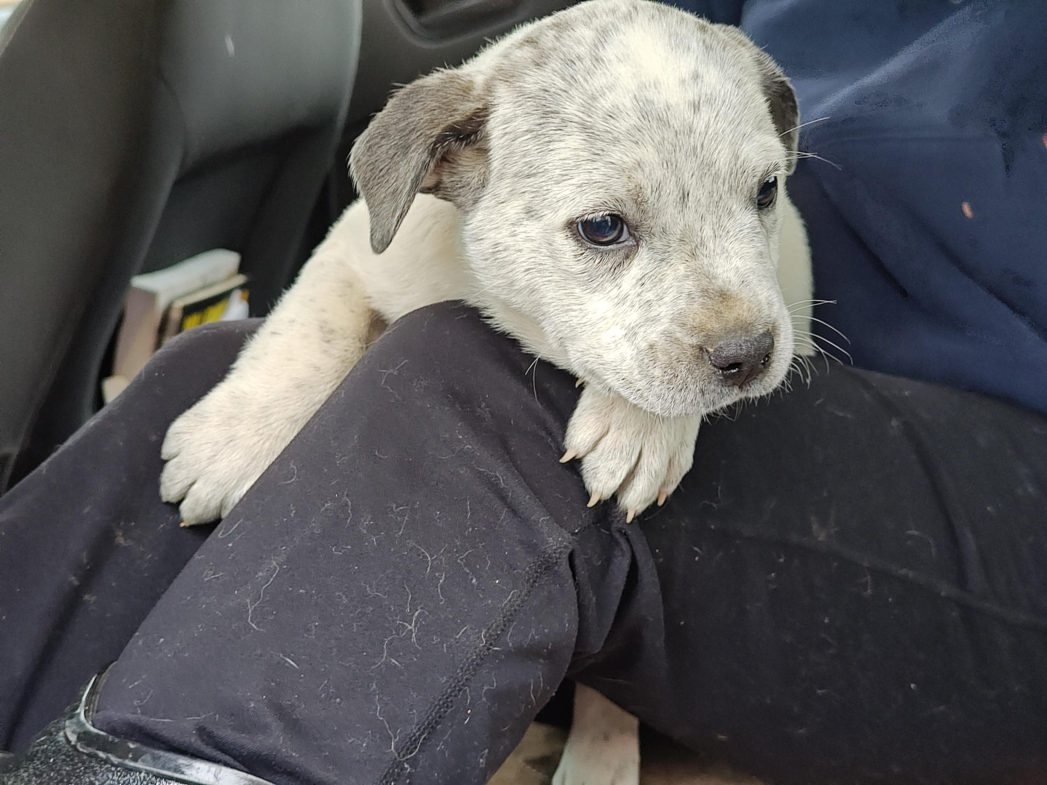 Marco Olympians — thumbnail 4