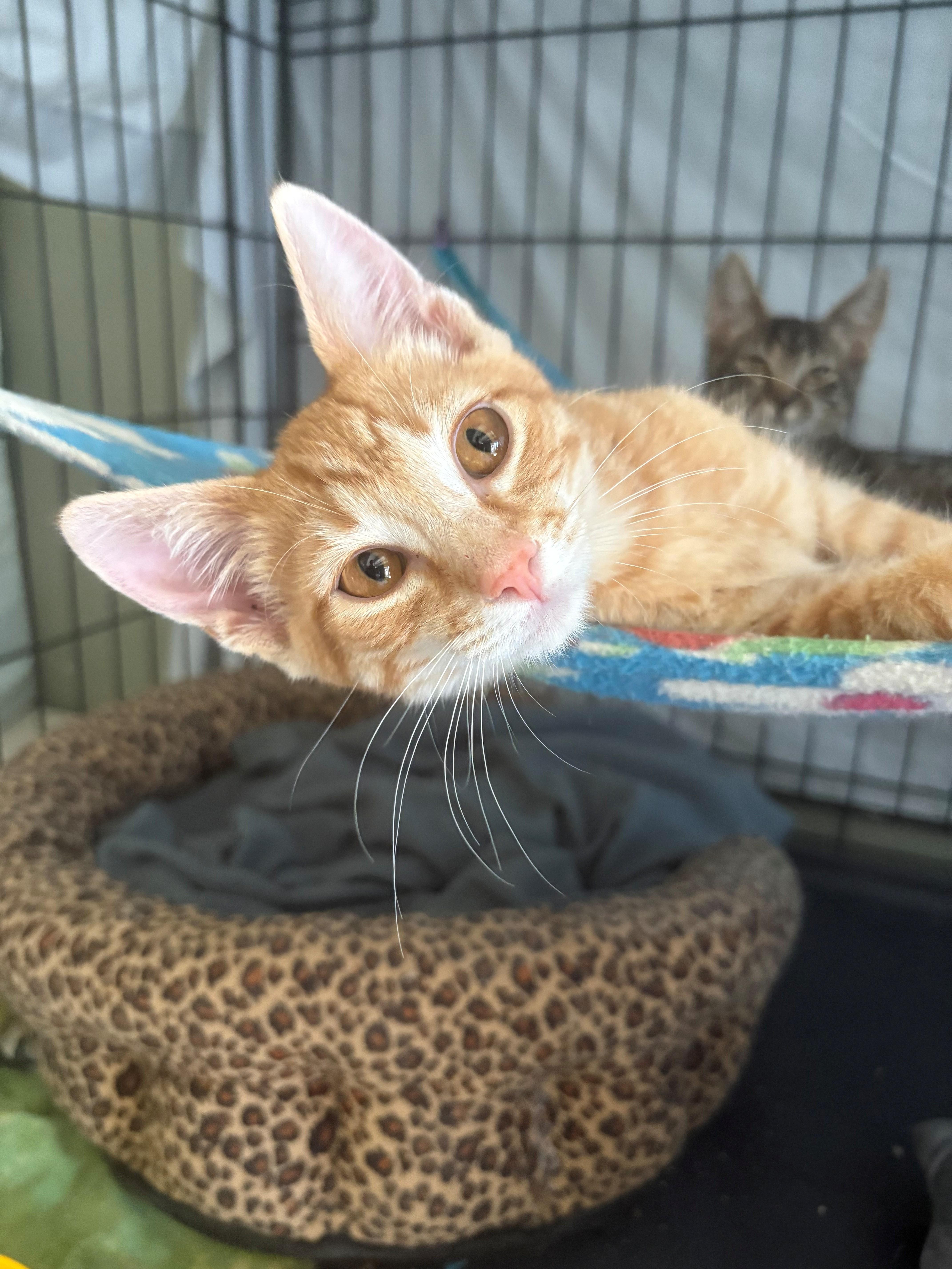 Samson, adopted, Young Male Domestic Short Hair.