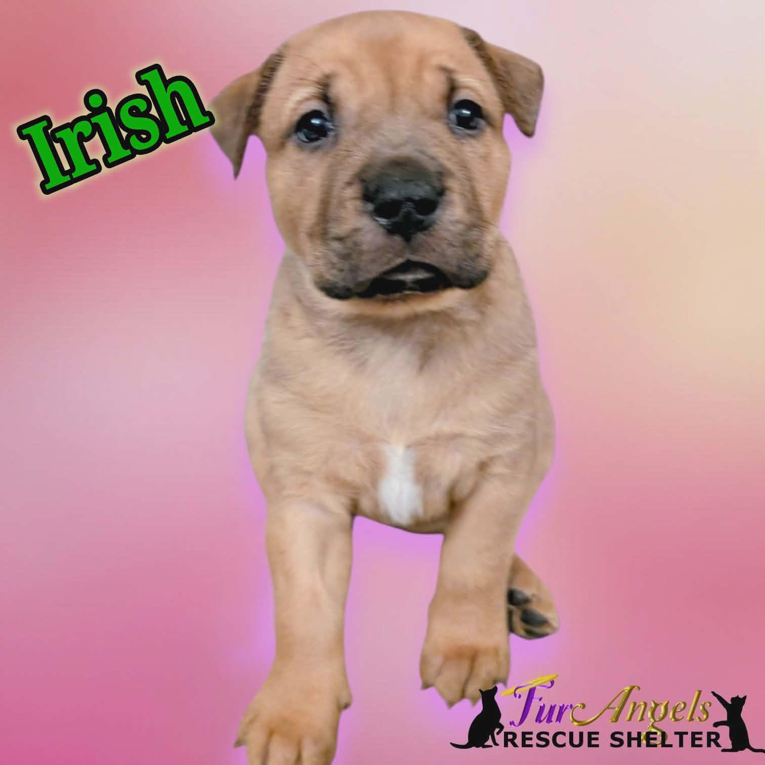 Enlarge Irish - ADOPTION PENDING, an adopted mixed breed in Toledo, OH image 2/3