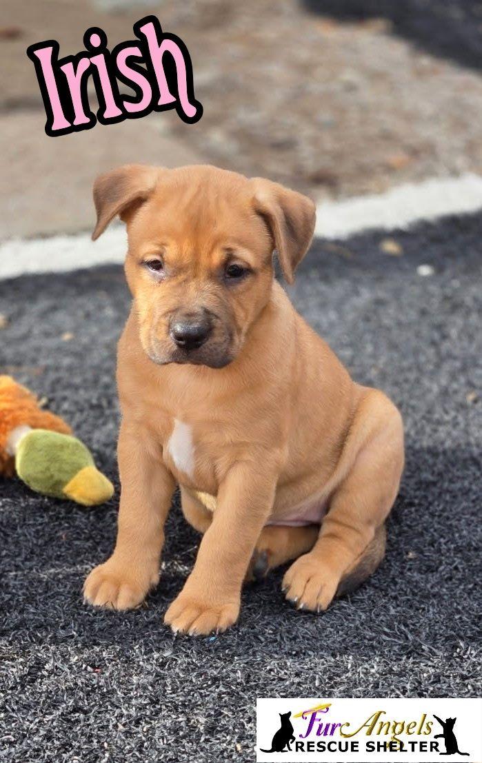 Irish - ADOPTION PENDING, adopted, Puppy Female American Staffordshire Terrier & Labrador Retriever.