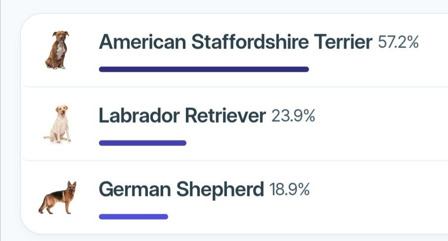 Enlarge Irish - ADOPTION PENDING, an adopted mixed breed in Toledo, OH image 3/3