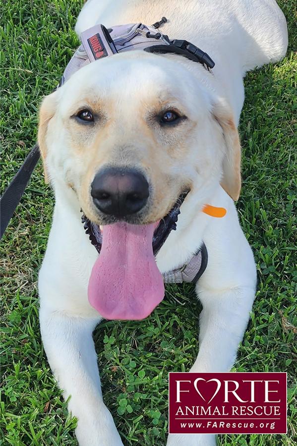 Enzo, ADOPTABLE, Young Male Labrador Retriever.