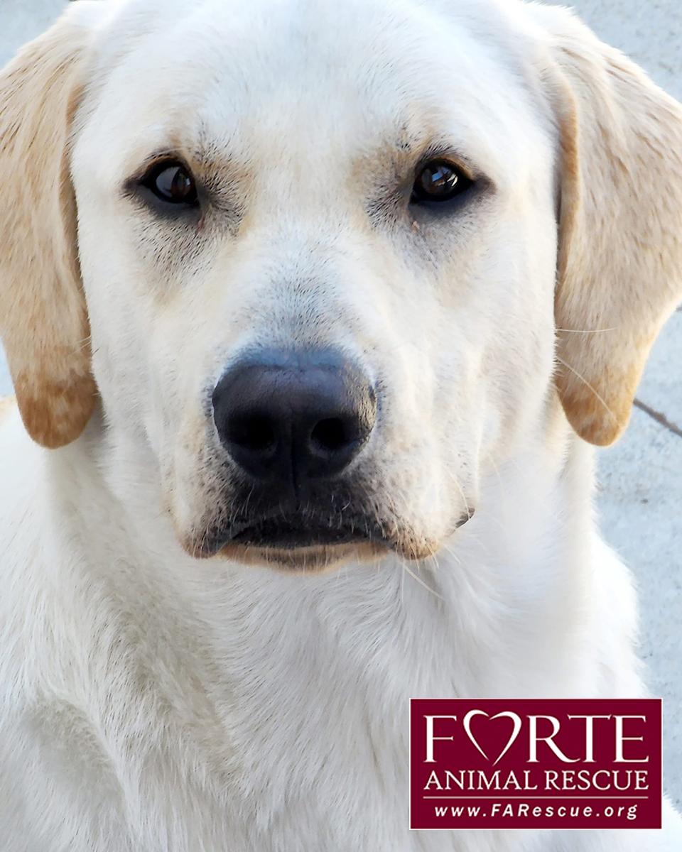 Enzo, a ADOPTABLE Labrador Retriever in Marina Del Rey, CA image 2/3