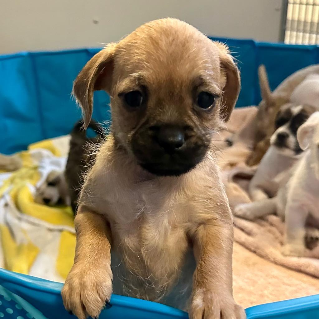 Vesta, a Adopted mixed breed in Eastsound, WA image 1/2