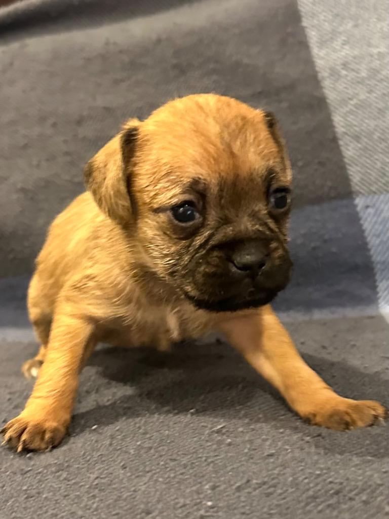 Vesta, a Adopted mixed breed in Eastsound, WA image 2/2