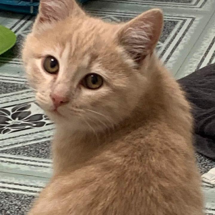 Enlarge Nimbus, a Adoptable Tabby in Waynesboro, VA image 4/6