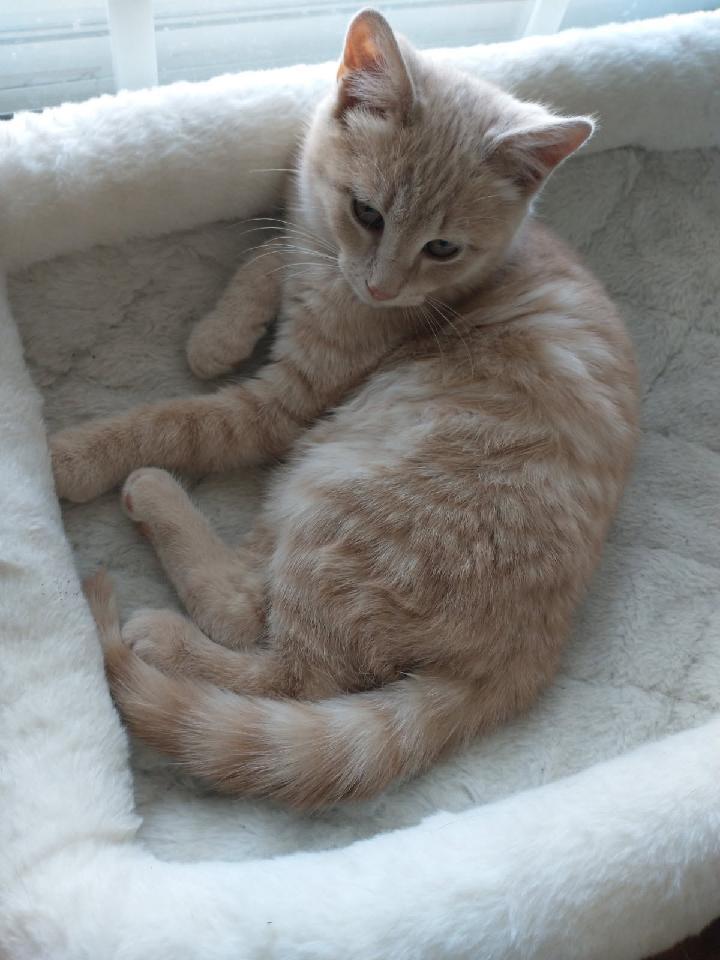 Enlarge Nimbus, a Adoptable Tabby in Waynesboro, VA image 6/6