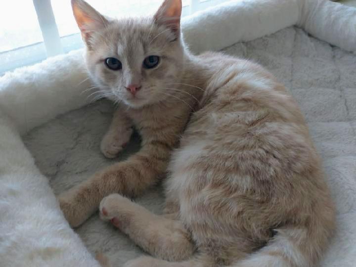 Enlarge Nimbus, a Adoptable Tabby in Waynesboro, VA image 5/6