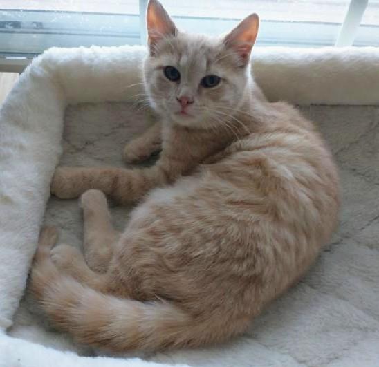 Enlarge Nimbus, a Adoptable Tabby in Waynesboro, VA image 3/6