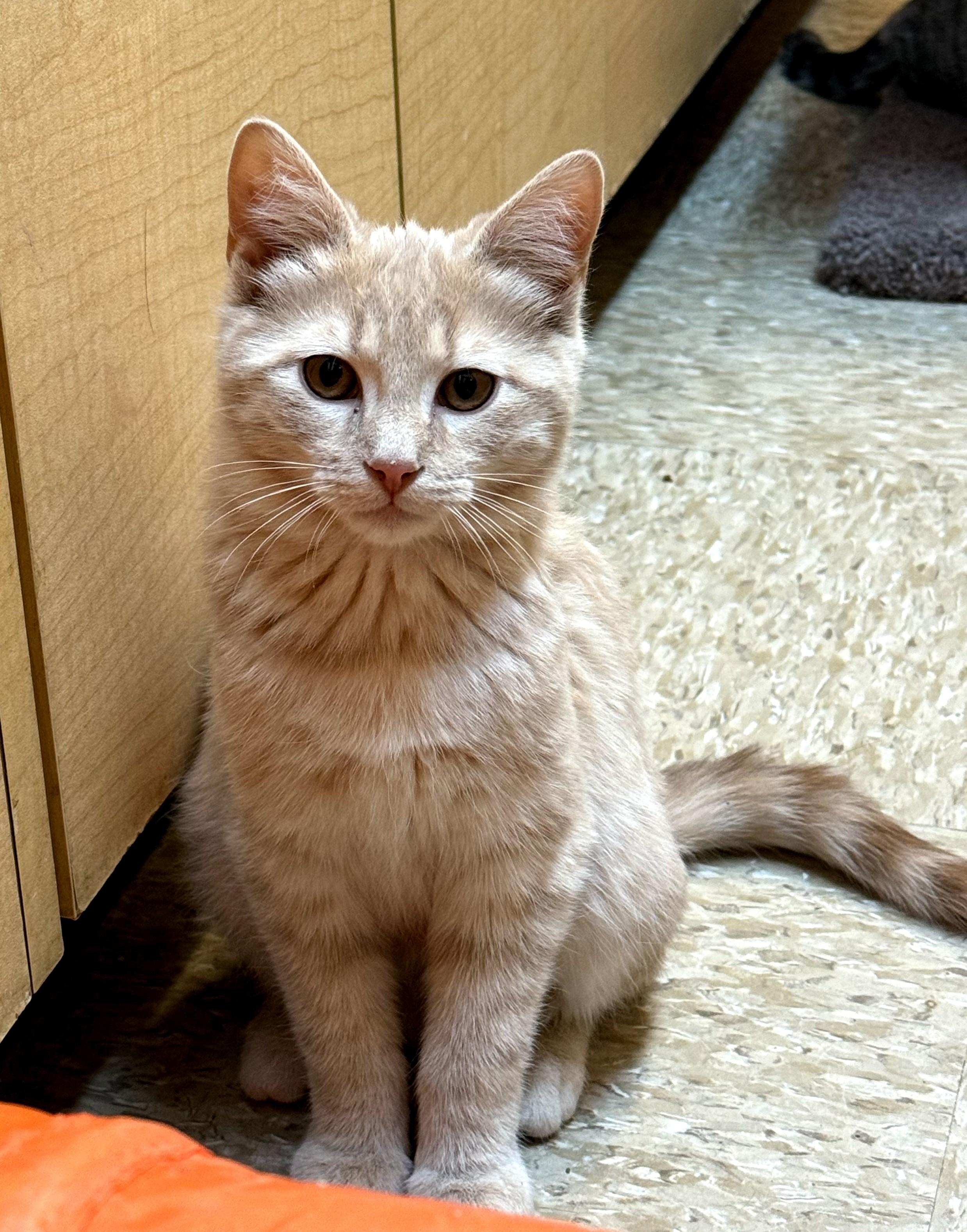 Nimbus, Adoptable, Kitten Male Tabby.