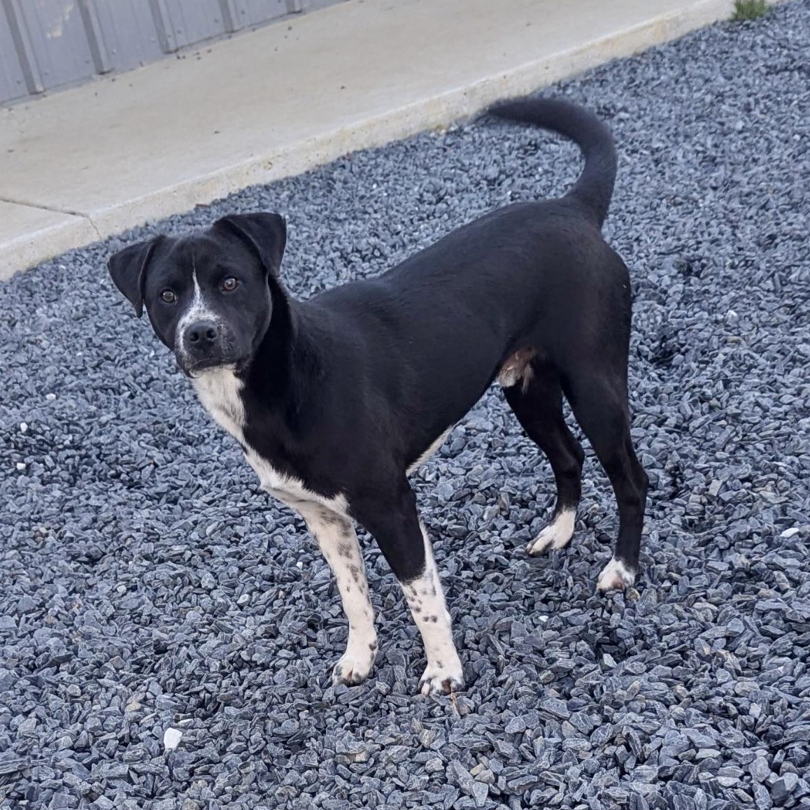 Enlarge Chestnut, a Adoptable mixed breed in Paramus, NJ image 1/5