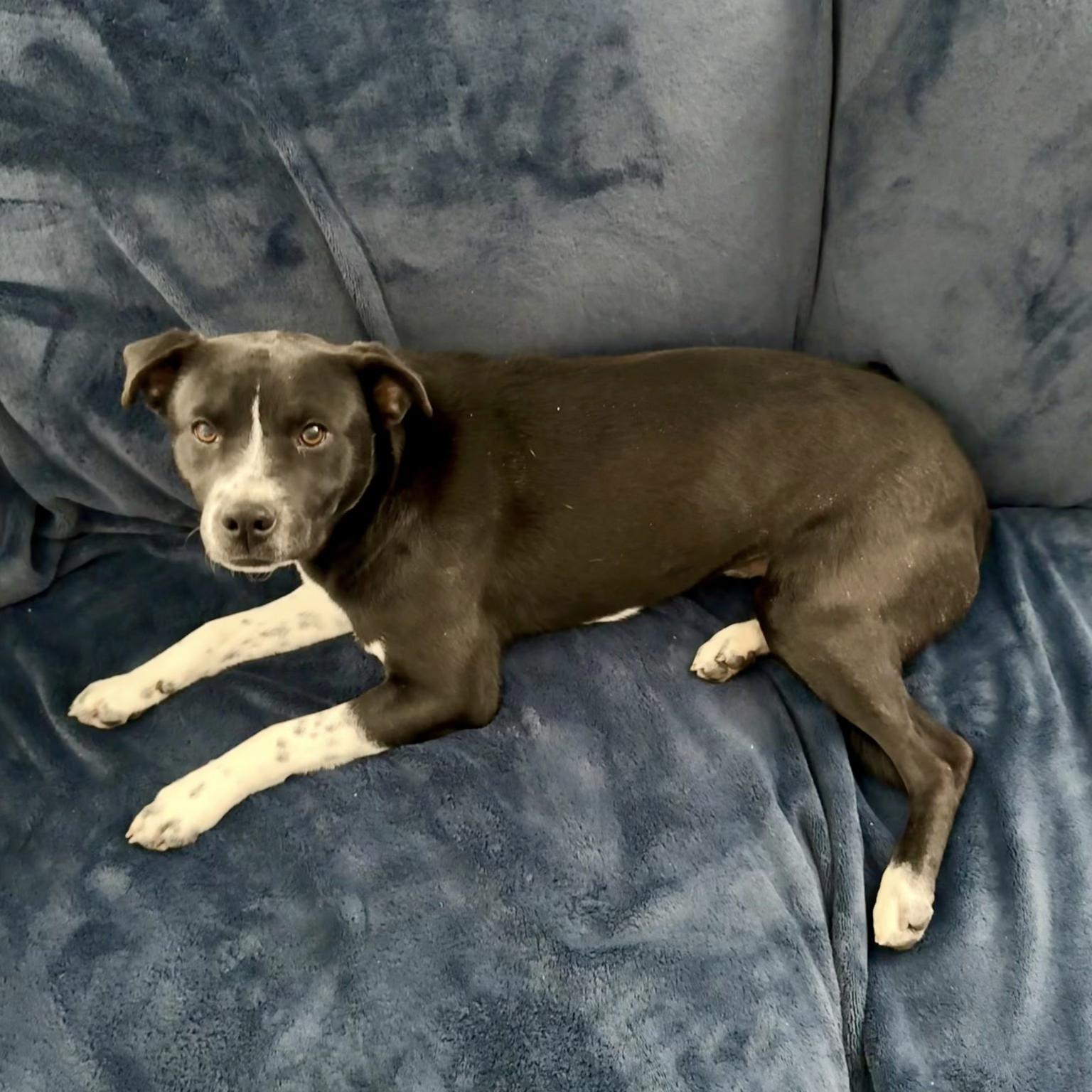 Enlarge Chestnut, a Adoptable mixed breed in Paramus, NJ image 3/5