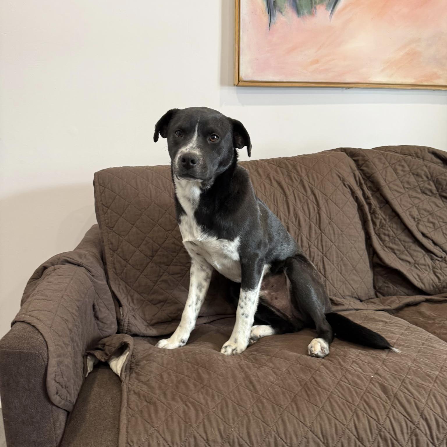 Enlarge Chestnut, a Adoptable mixed breed in Paramus, NJ image 2/5