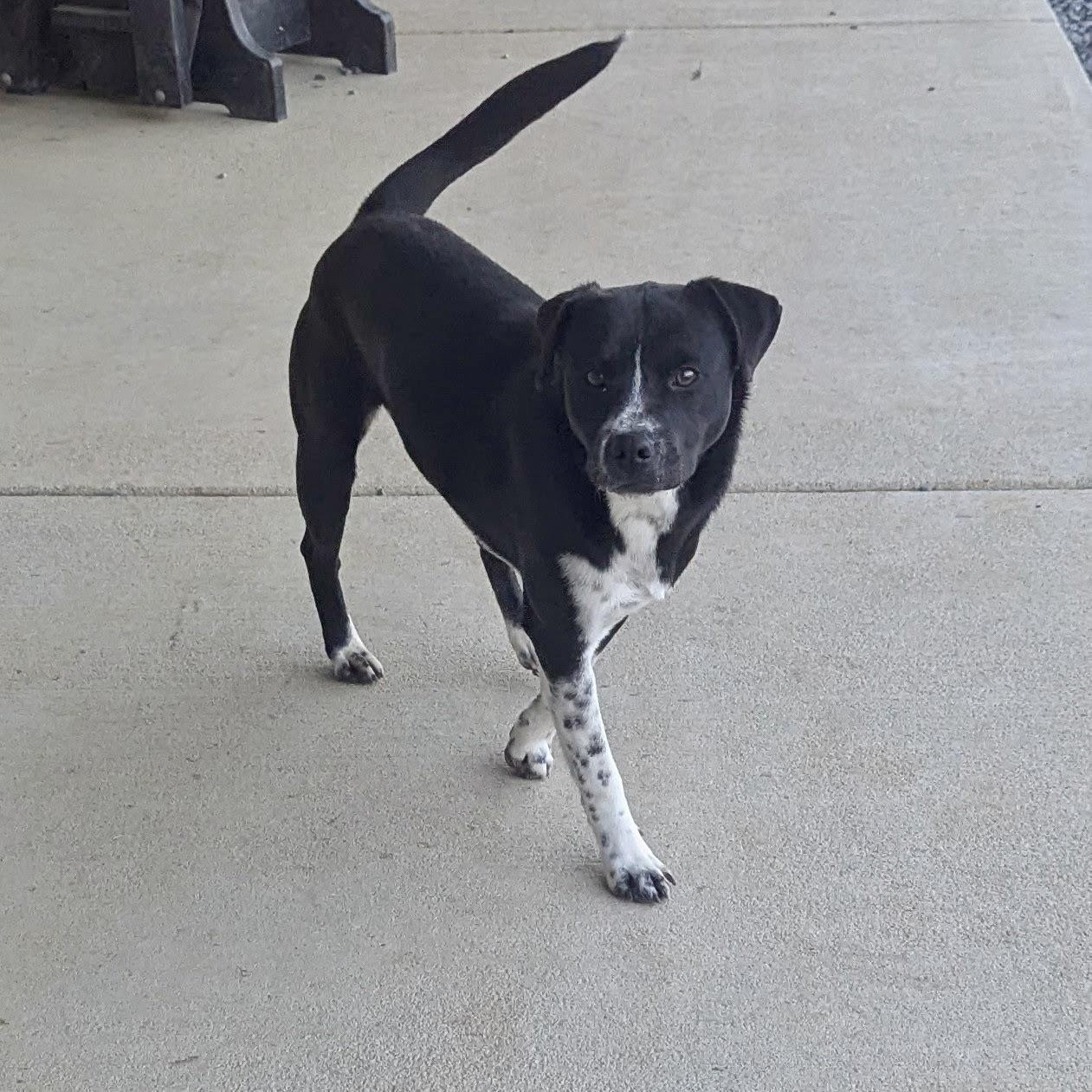 Enlarge Chestnut, a Adoptable mixed breed in Paramus, NJ image 4/5