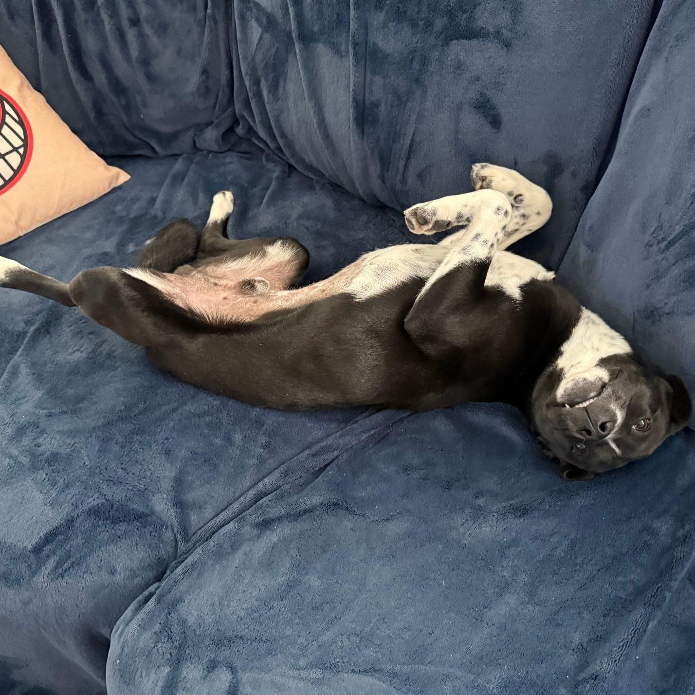 Chestnut thumbnail 5