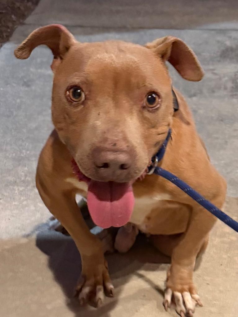 Pringles, Adoptable, Adult Male American Bulldog.