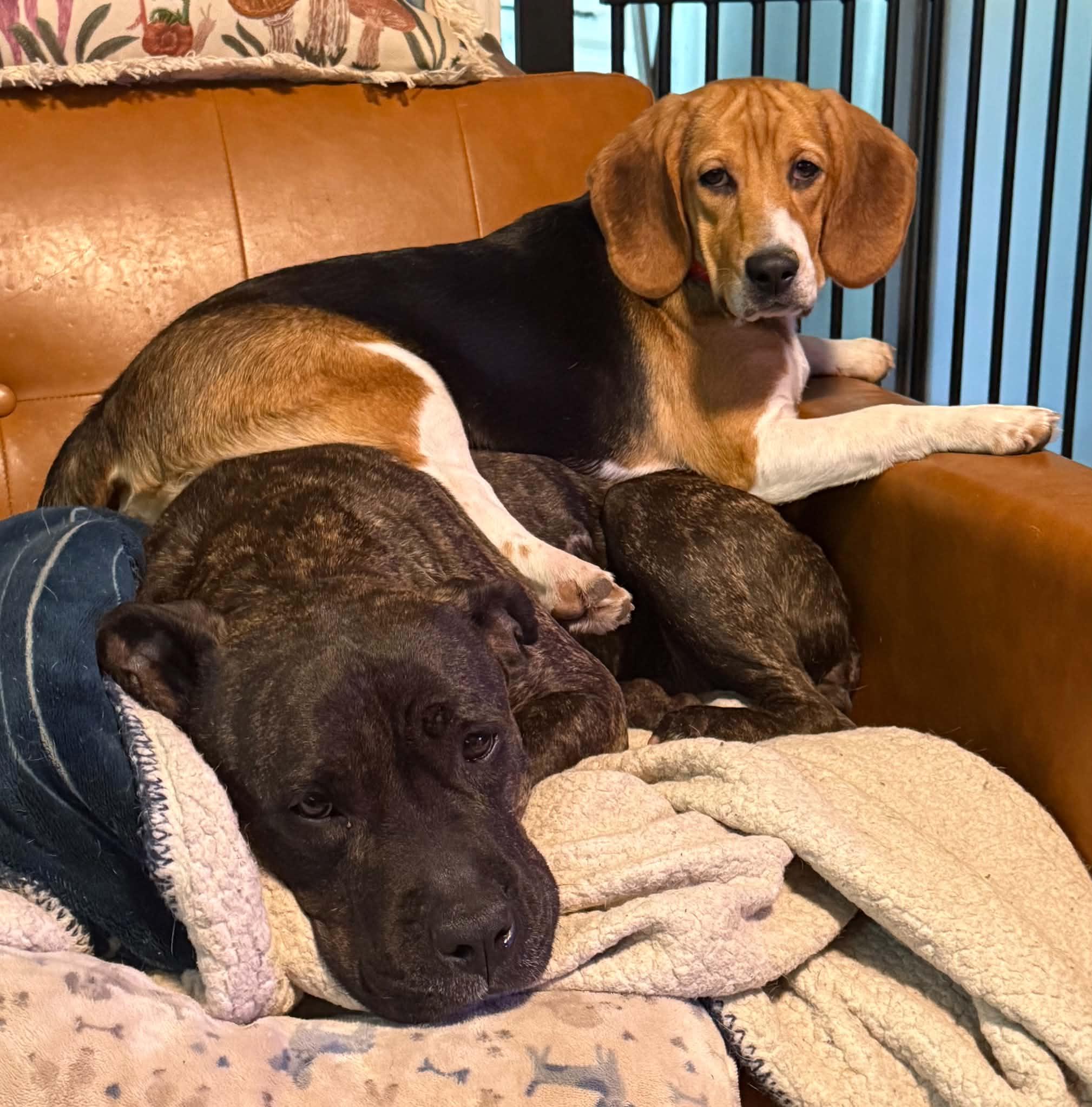 Enlarge Ouiser Boudreaux, a ADOPTABLE Beagle in Whitewater, WI image 4/6