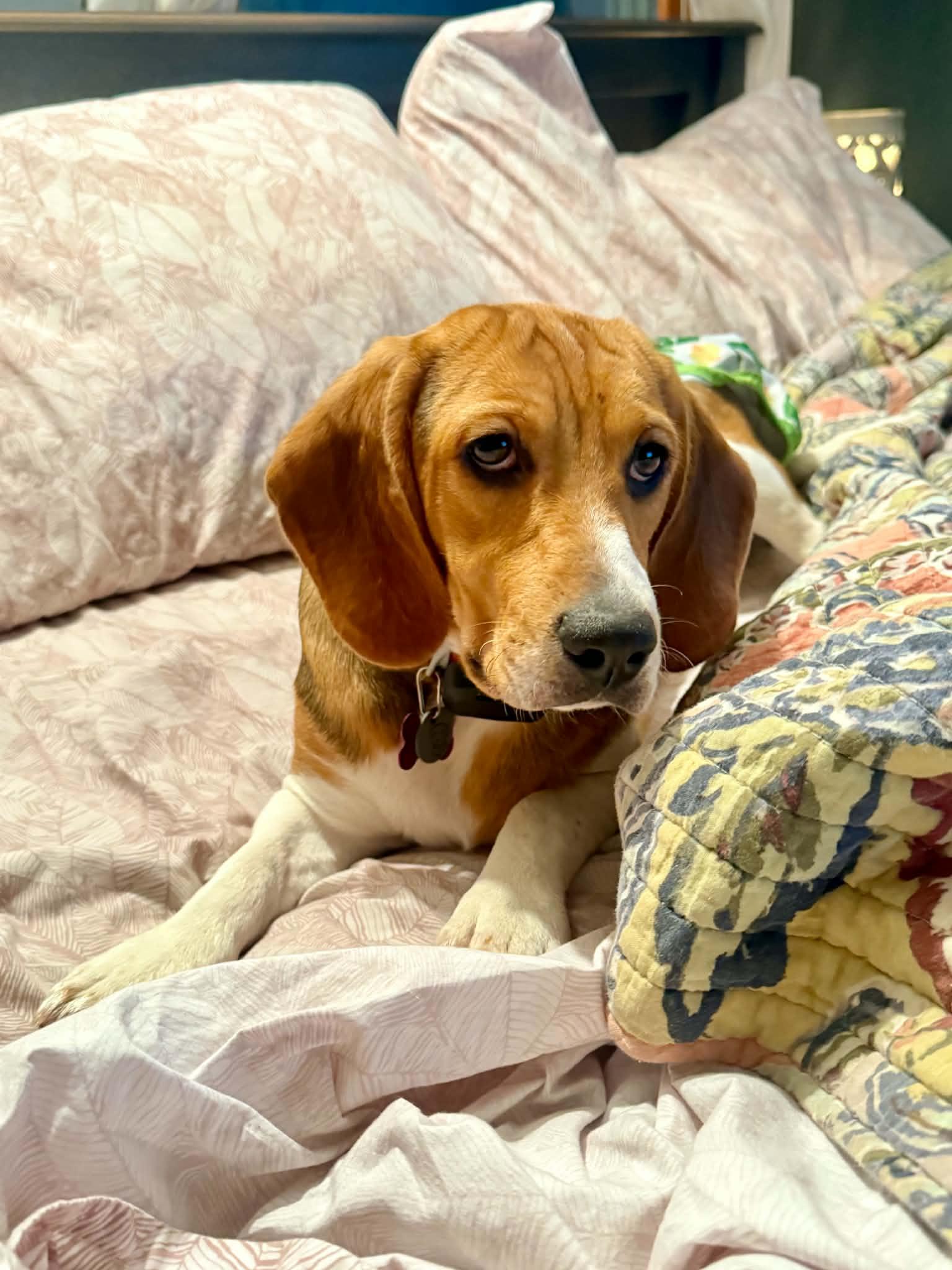 Enlarge Ouiser Boudreaux, a ADOPTABLE Beagle in Whitewater, WI image 3/6