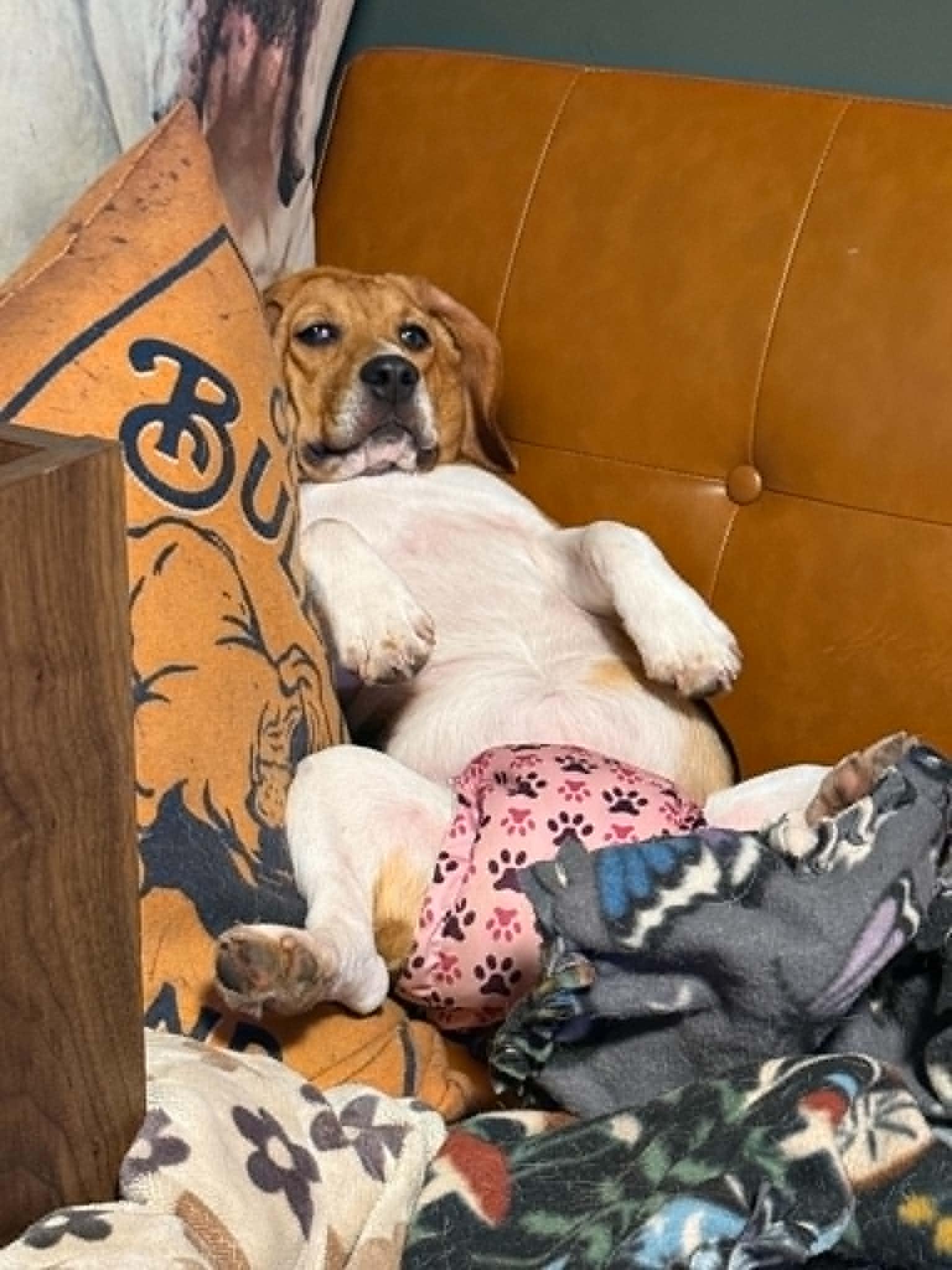 Enlarge Ouiser Boudreaux, a ADOPTABLE Beagle in Whitewater, WI image 1/6