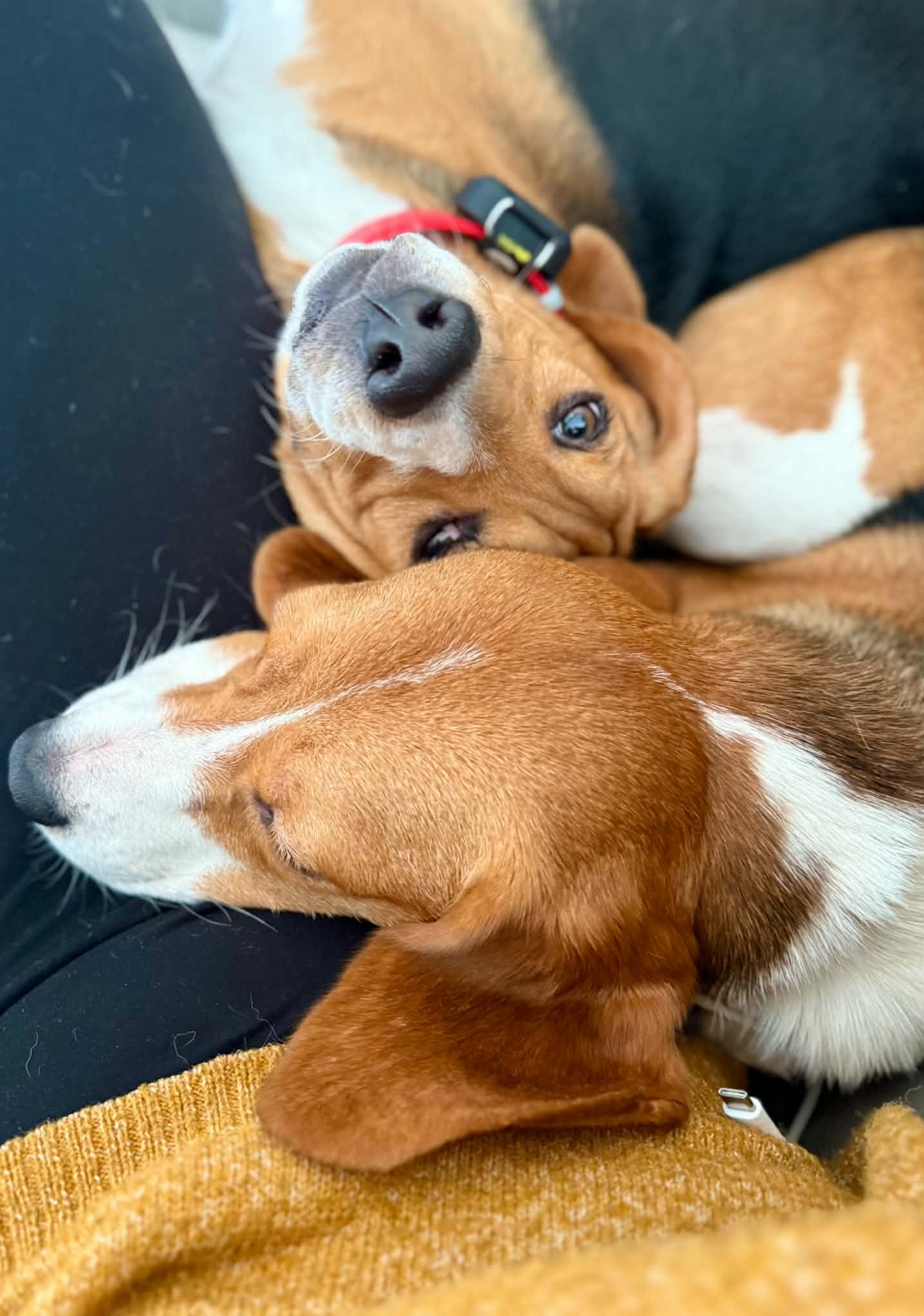 Enlarge Ouiser Boudreaux, a ADOPTABLE Beagle in Whitewater, WI image 6/6