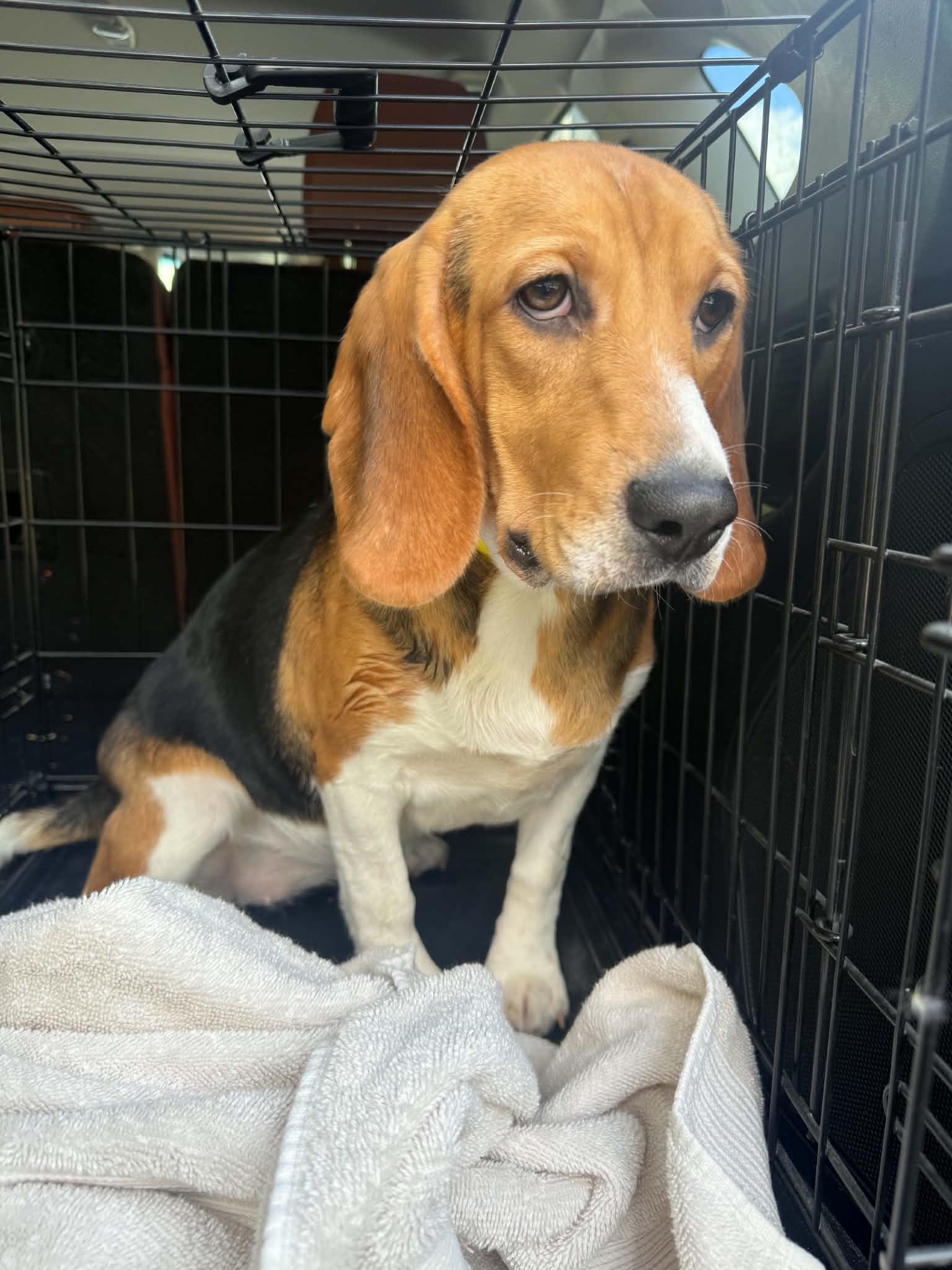 Enlarge Ouiser Boudreaux, a ADOPTABLE Beagle in Whitewater, WI image 5/6