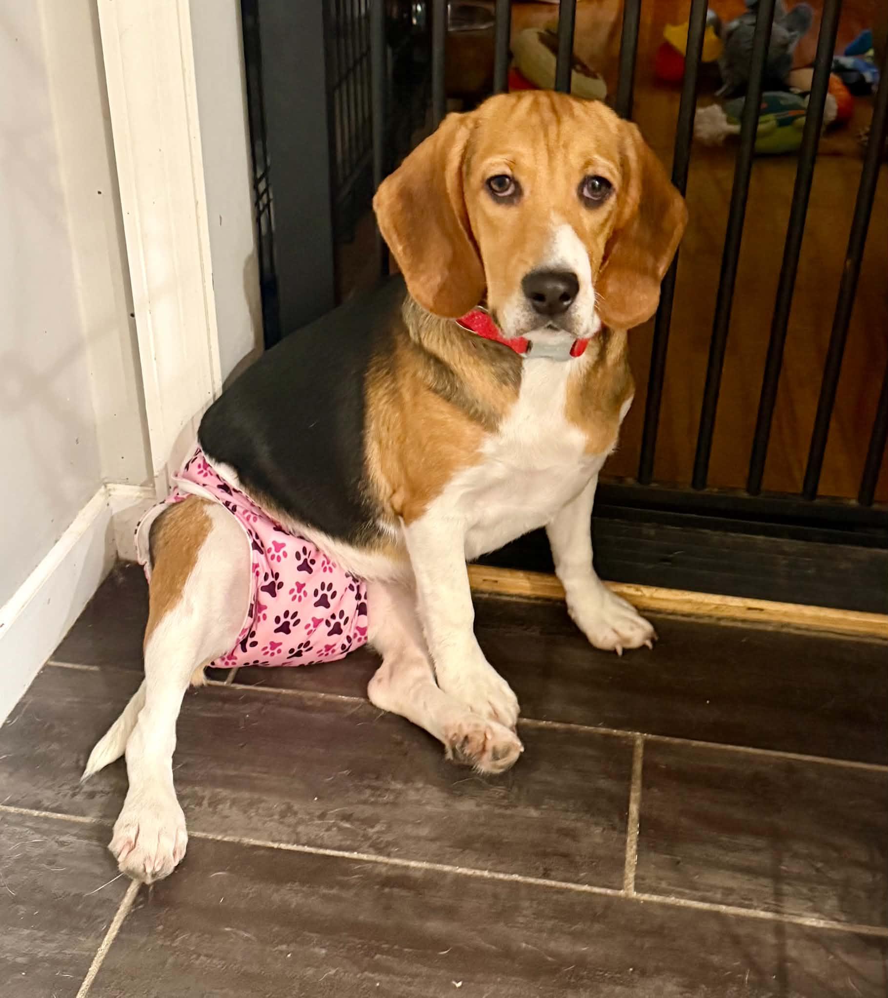Enlarge Ouiser Boudreaux, a ADOPTABLE Beagle in Whitewater, WI image 2/6