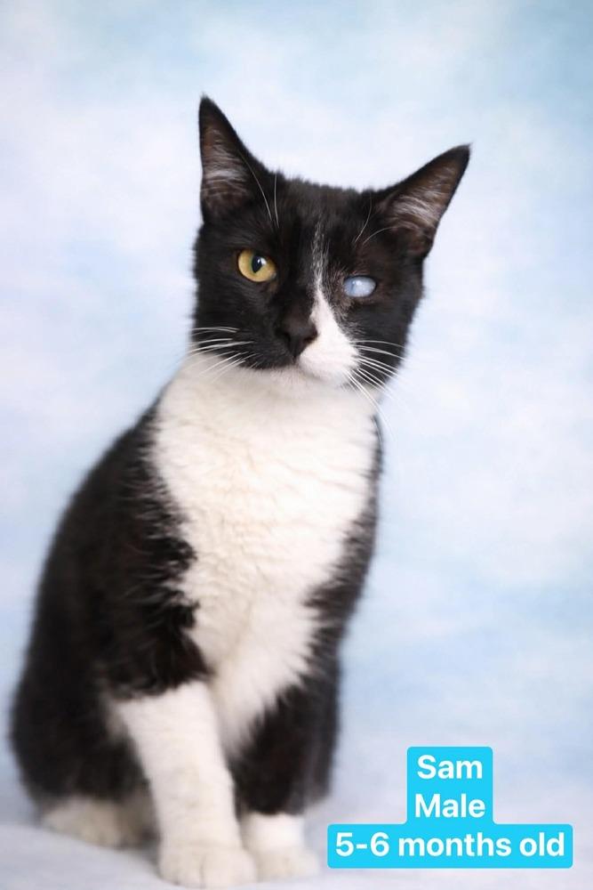 Sam, Adoptable, Young Male Domestic Short Hair & Domestic Short Hair.